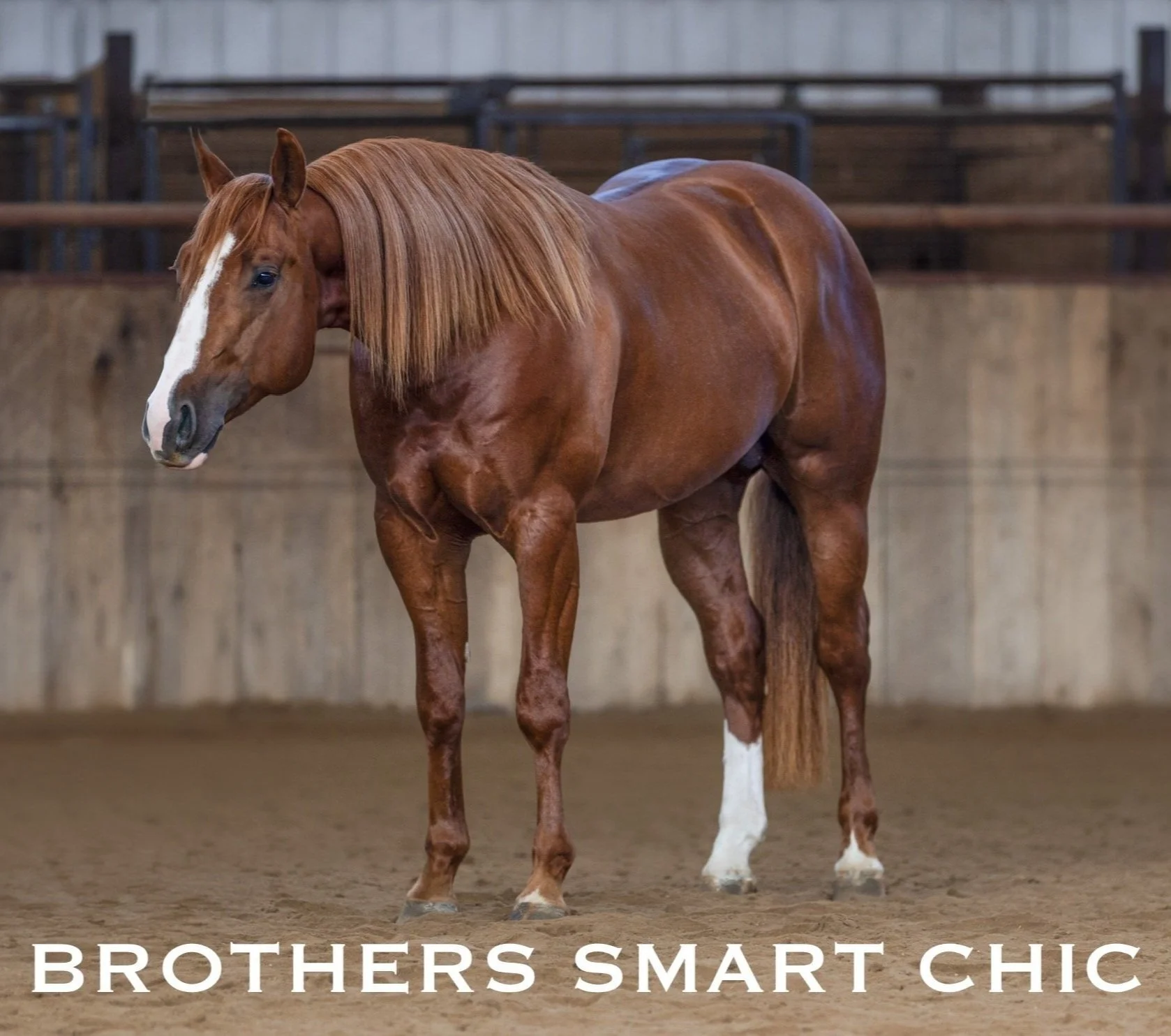 Brothers Smart Chic