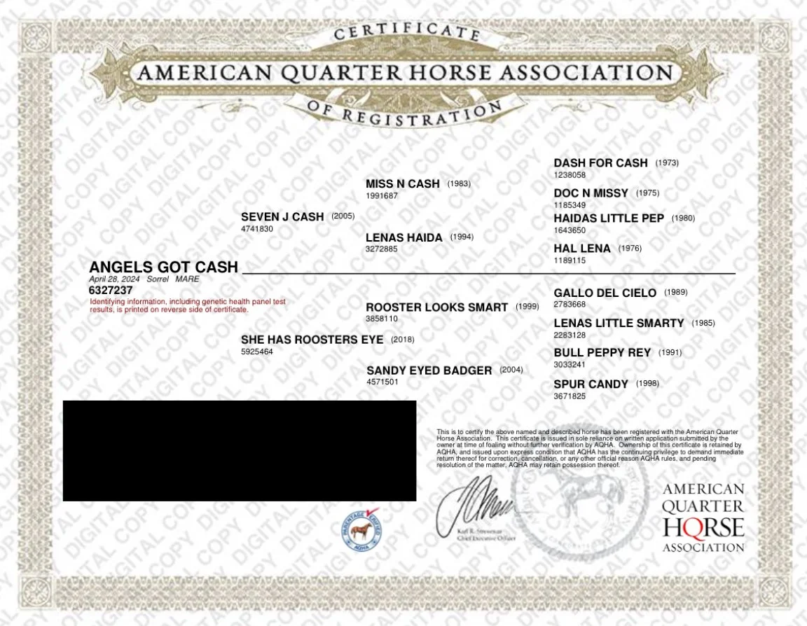 American Quarter Horse Association certificate of registration for a horse named Angels Got Cash, detailing lineage and registration information.