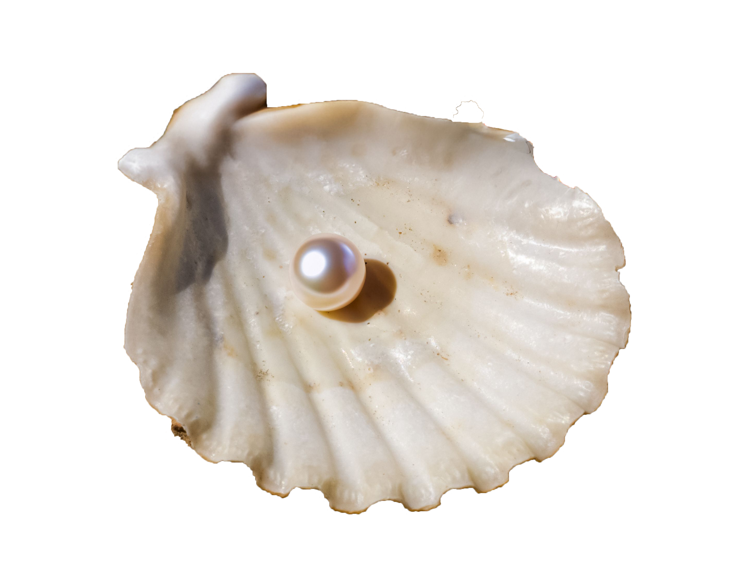 A pearl in a shell – a website that needs updated copy and structure to build trust