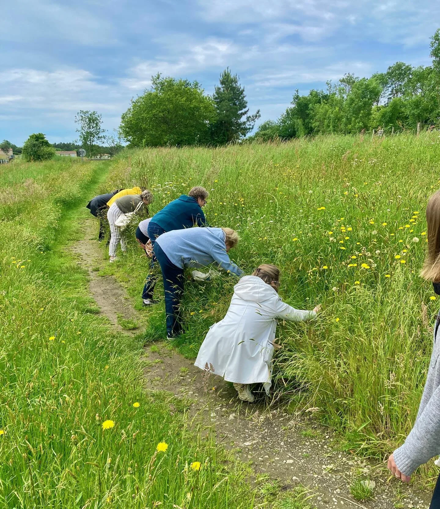 Des personnes cueillent des plantes dans un champ herbeux sous un ciel partiellement nuageux.