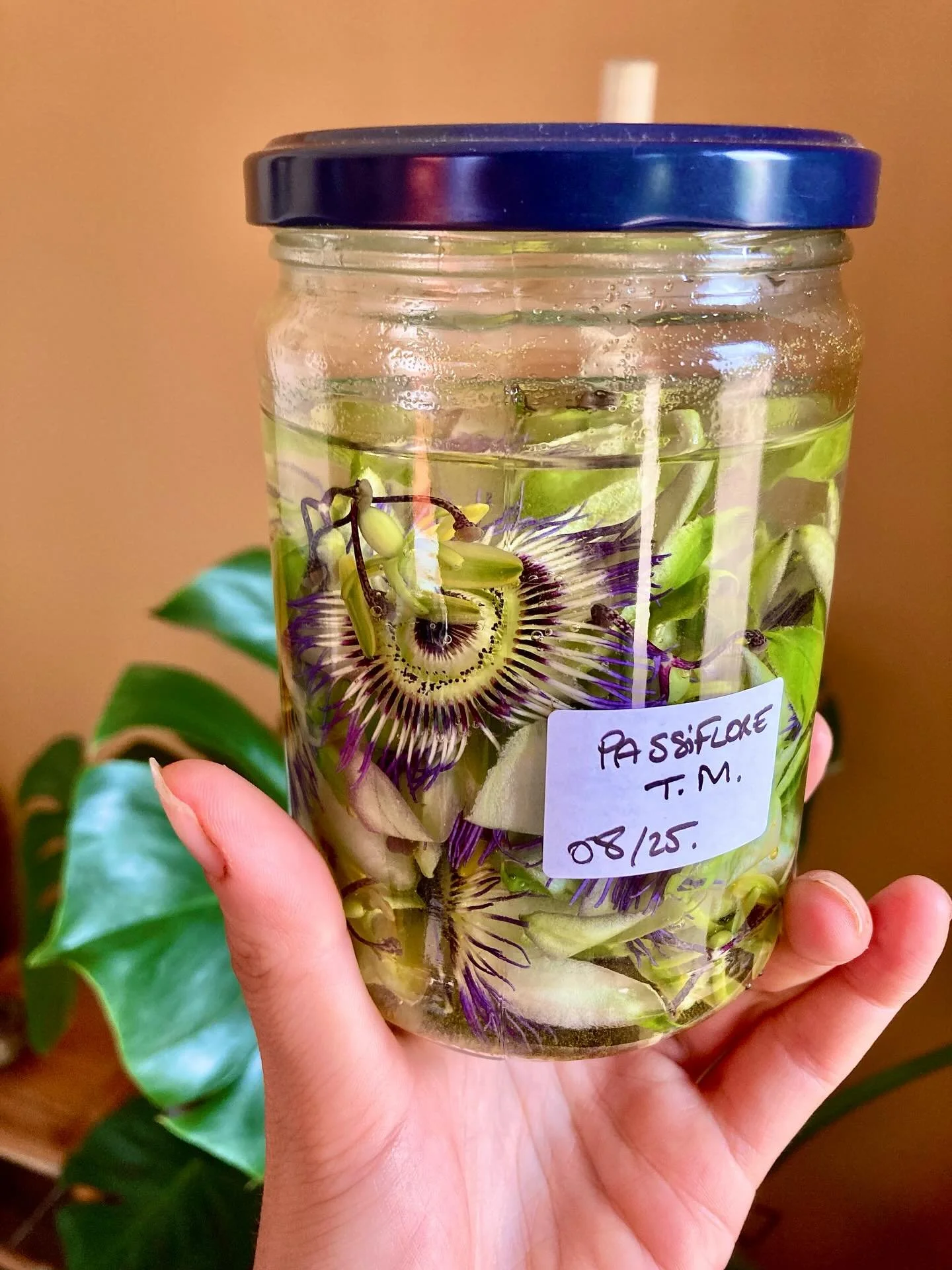 🌿 Teinture m&egrave;re de passiflore, cette star de vos moments de calme et de vos sommeils de b&eacute;b&eacute;.

Je compl&egrave;te ma collection de pr&eacute;parations herboristes avec cette petite merveille, aussi appel&eacute; fleur de la pass