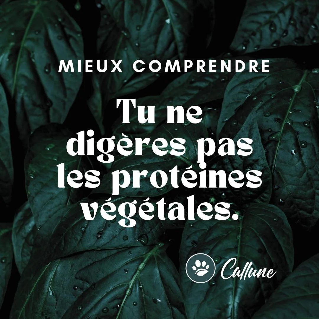 🌿 Mieux comprendre : Tu ne dig&egrave;res pas les prot&eacute;ines animales.

Est ce que tu savais que je fais aujourd&rsquo;hui ce m&eacute;tier car j&rsquo;ai moi-m&ecirc;me &eacute;t&eacute; dans un &eacute;puisement profond et un d&eacute;s&eacu