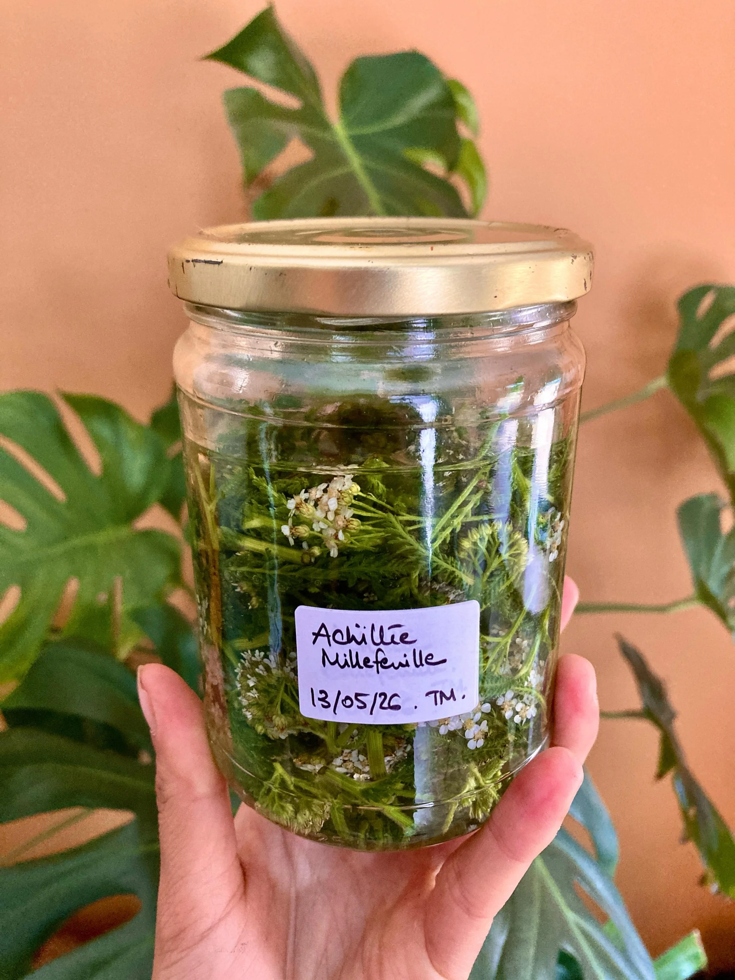 🌿 Teinture m&egrave;re d&rsquo;achill&eacute;e millefeuille, l&rsquo;alli&eacute;e de ton foie et de tes cycles menstruels.

Cette magnifique plante sauvage est une grande plante de la sph&egrave;re gyn&eacute;cologique et h&eacute;patique en herbor