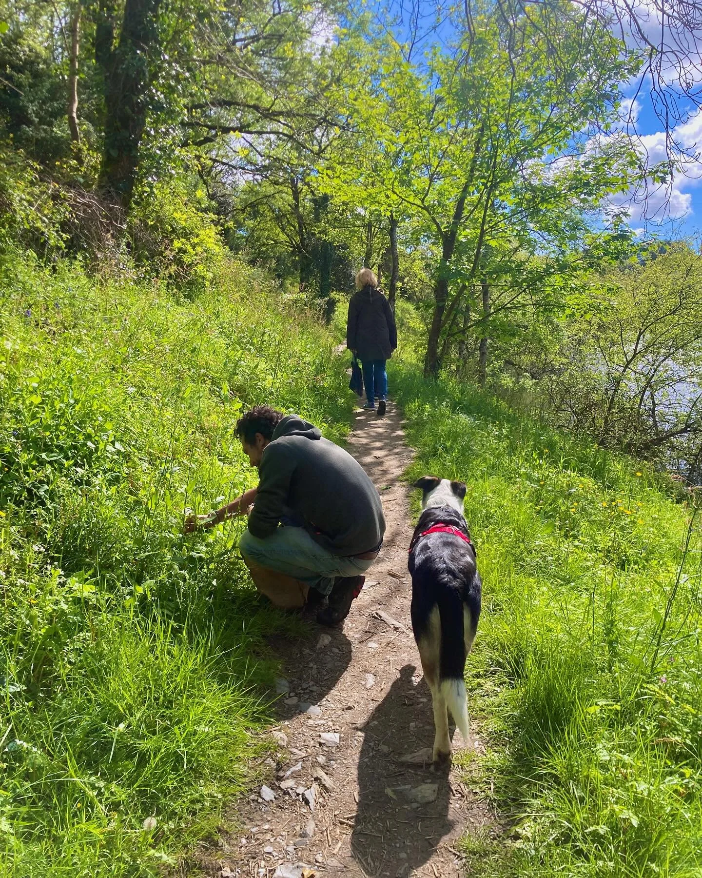 Deux personnes et un chien sur un sentier boisé, l'une des personnes examine des plantes, ciel bleu et verdure.