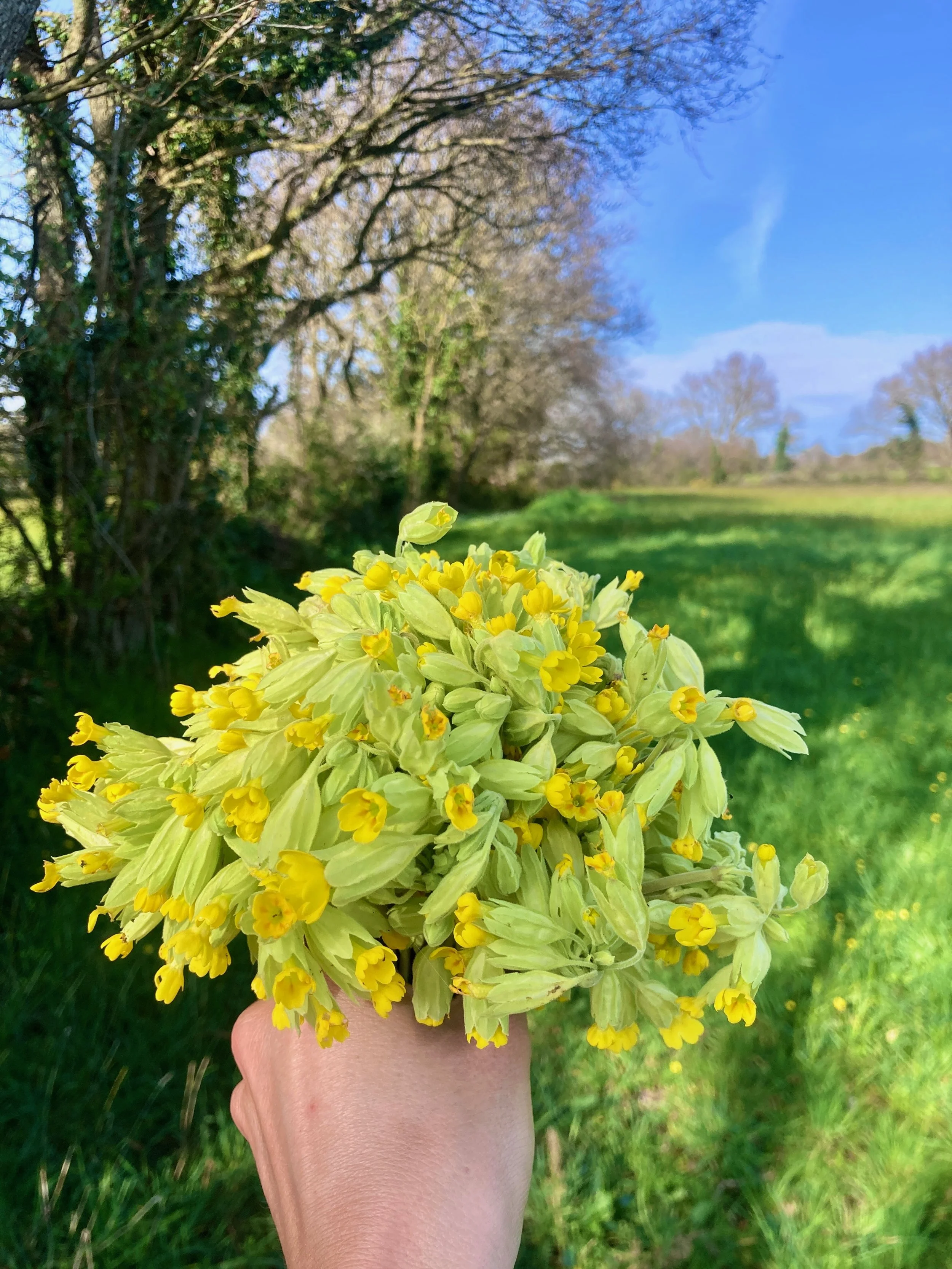 Un bouquet de fleurs jaunes tenu à la main, avec en arrière-plan un paysage verdoyant et des arbres.