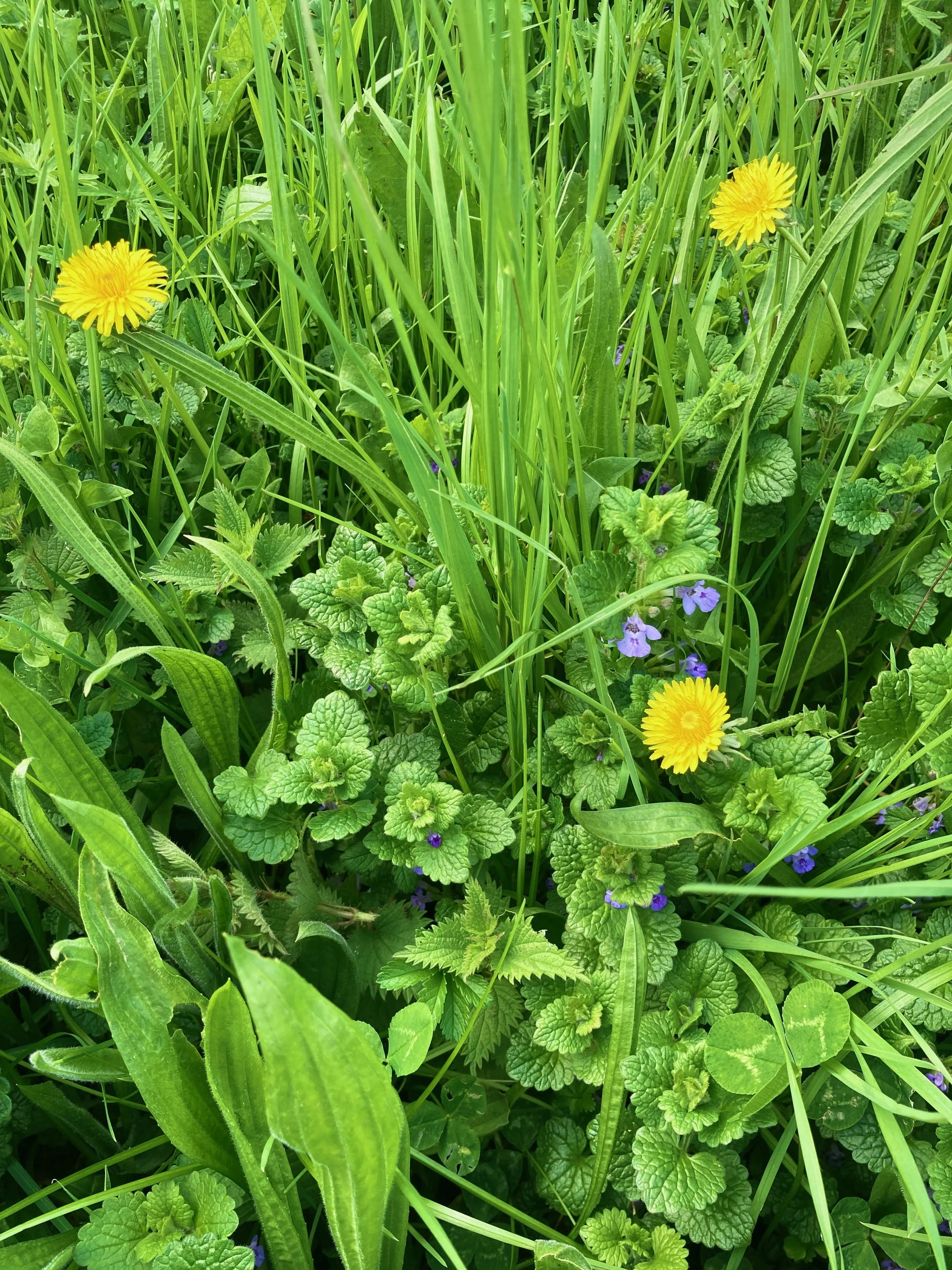 Plantes vertes et jaunes dans un pré