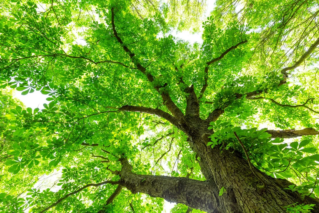 iStock-2164762388.jpg