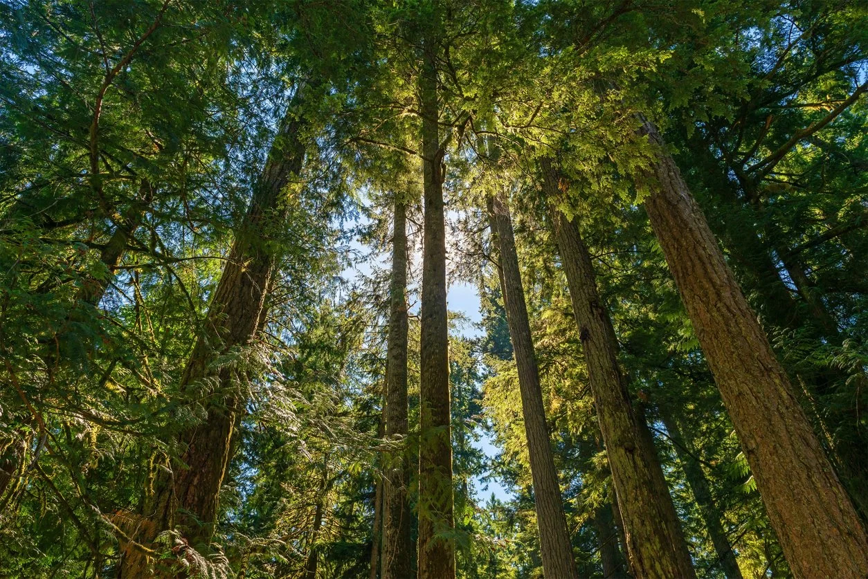 iStock-1629906069.jpg