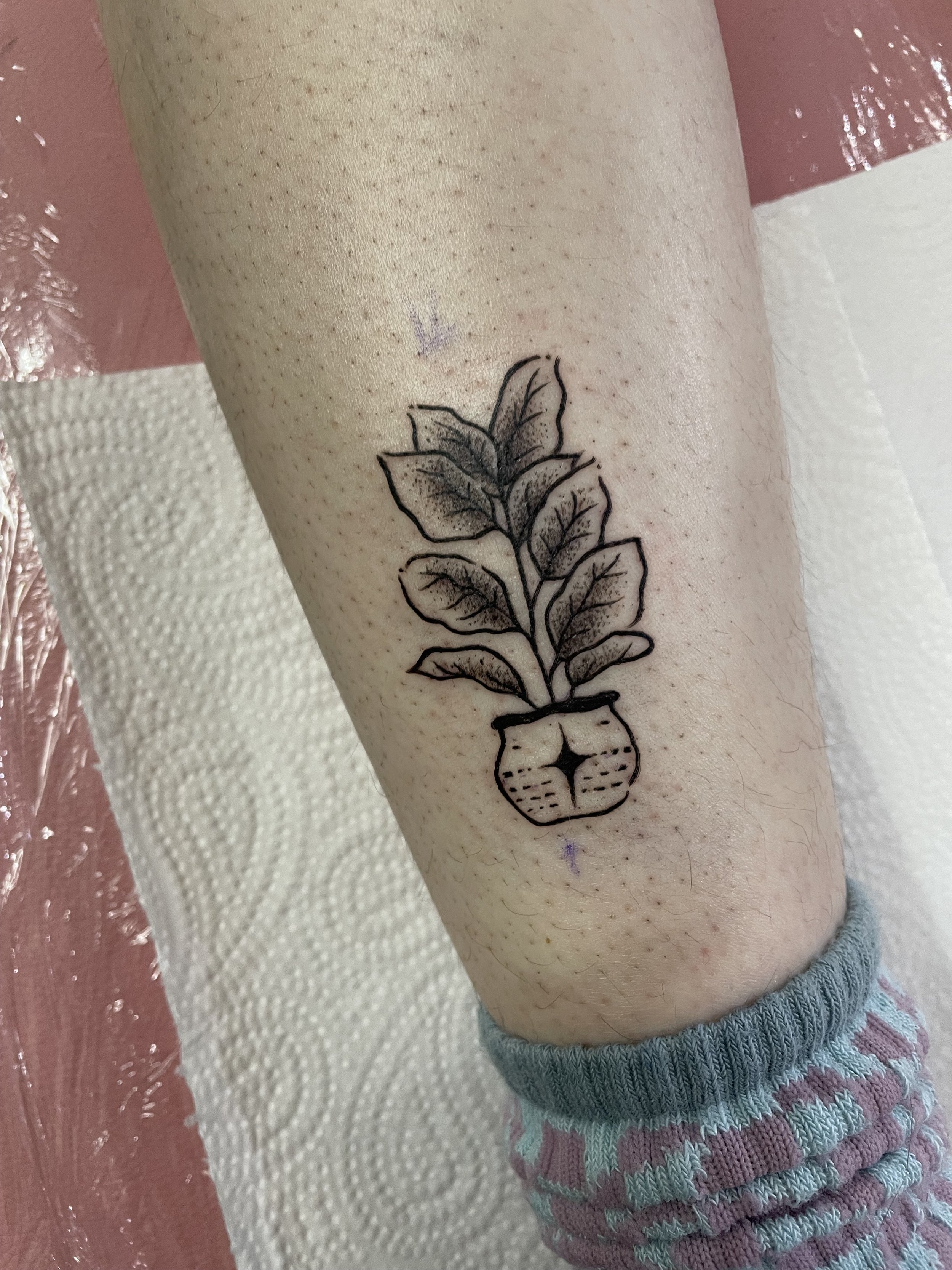 A small black and gret tattoo of a leafy potted plant. The pot has a star in the middle of it. The band of a sock is visible in the bottom right corner. The backgrouns is white and pink.