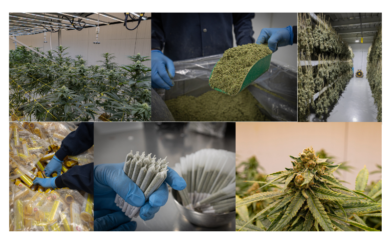 A collage showing cannabis cultivation and processing. Top left: cannabis plants growing under indoor lights. Top middle: worker handling a compressed block of harvested cannabis. Top right: rows of dried cannabis buds hanging in a warehouse. Bottom left: person sorting or packaging cannabis items. Bottom middle: collecting cannabis buds with a tool. Bottom right: close-up of a flowering cannabis plant with buds and leaves.