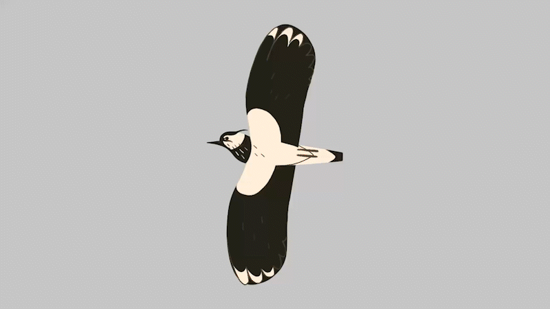 Lapwing.gif