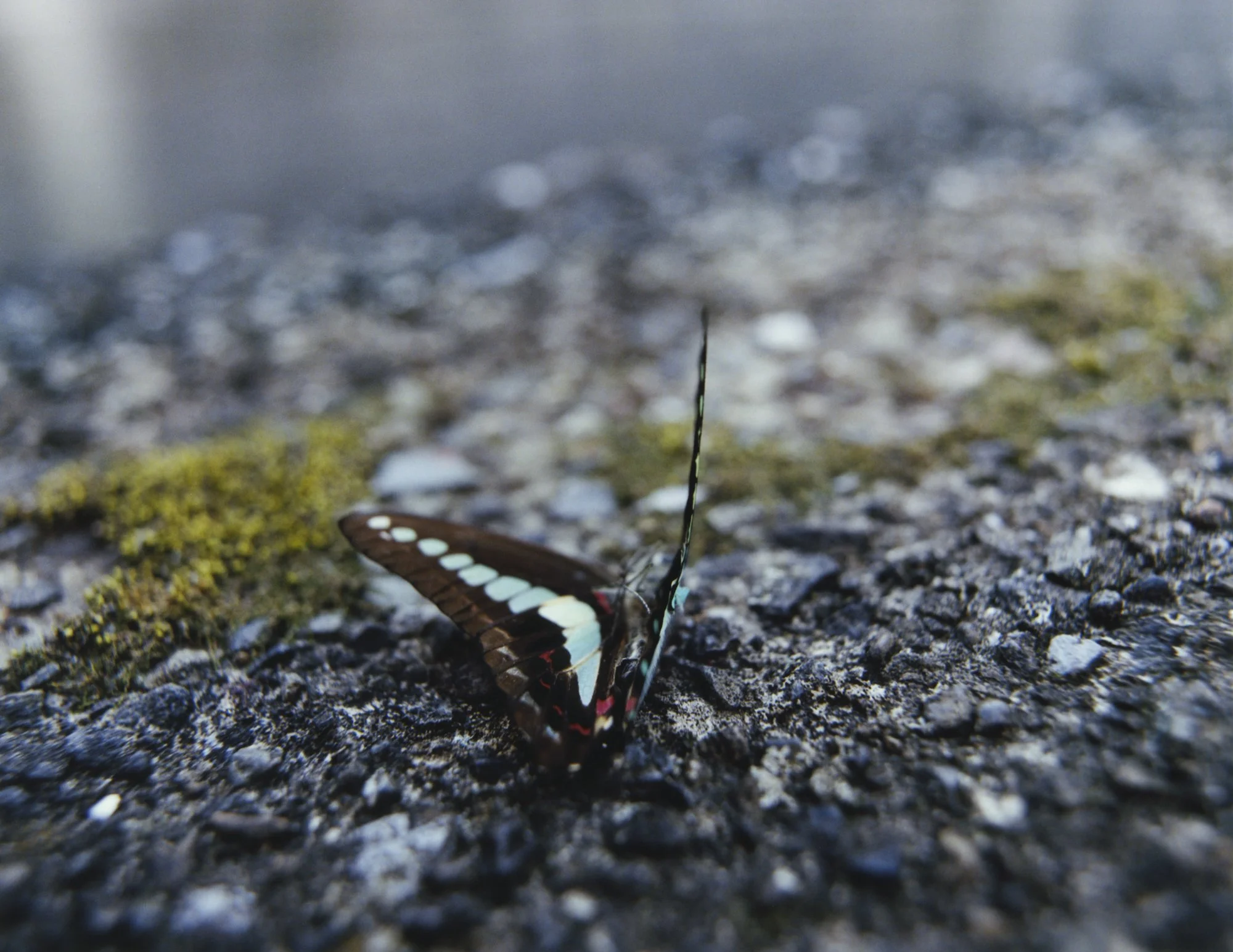 Japan8x10_31.jpg