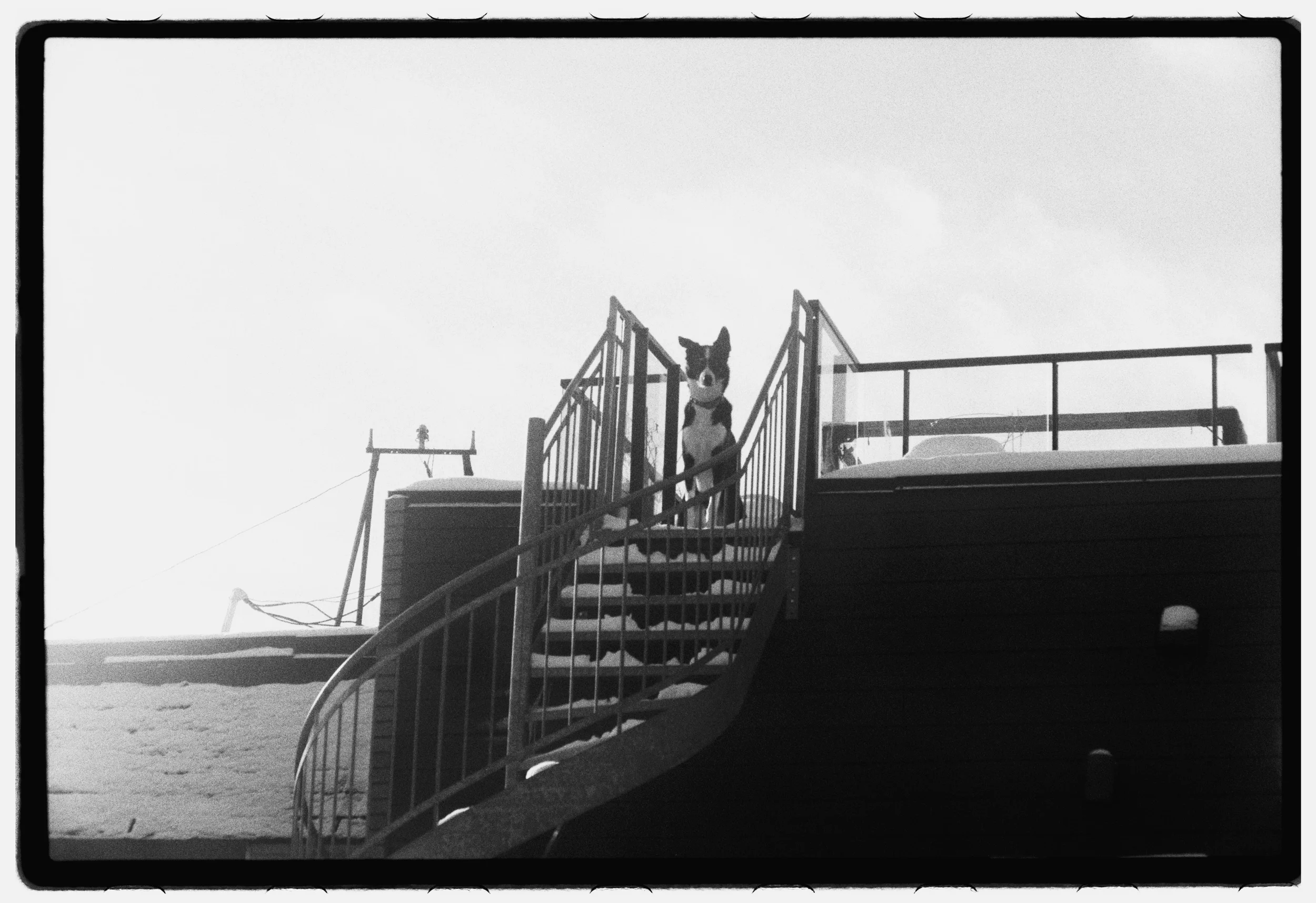 Wolf in town, Montreal, 2026