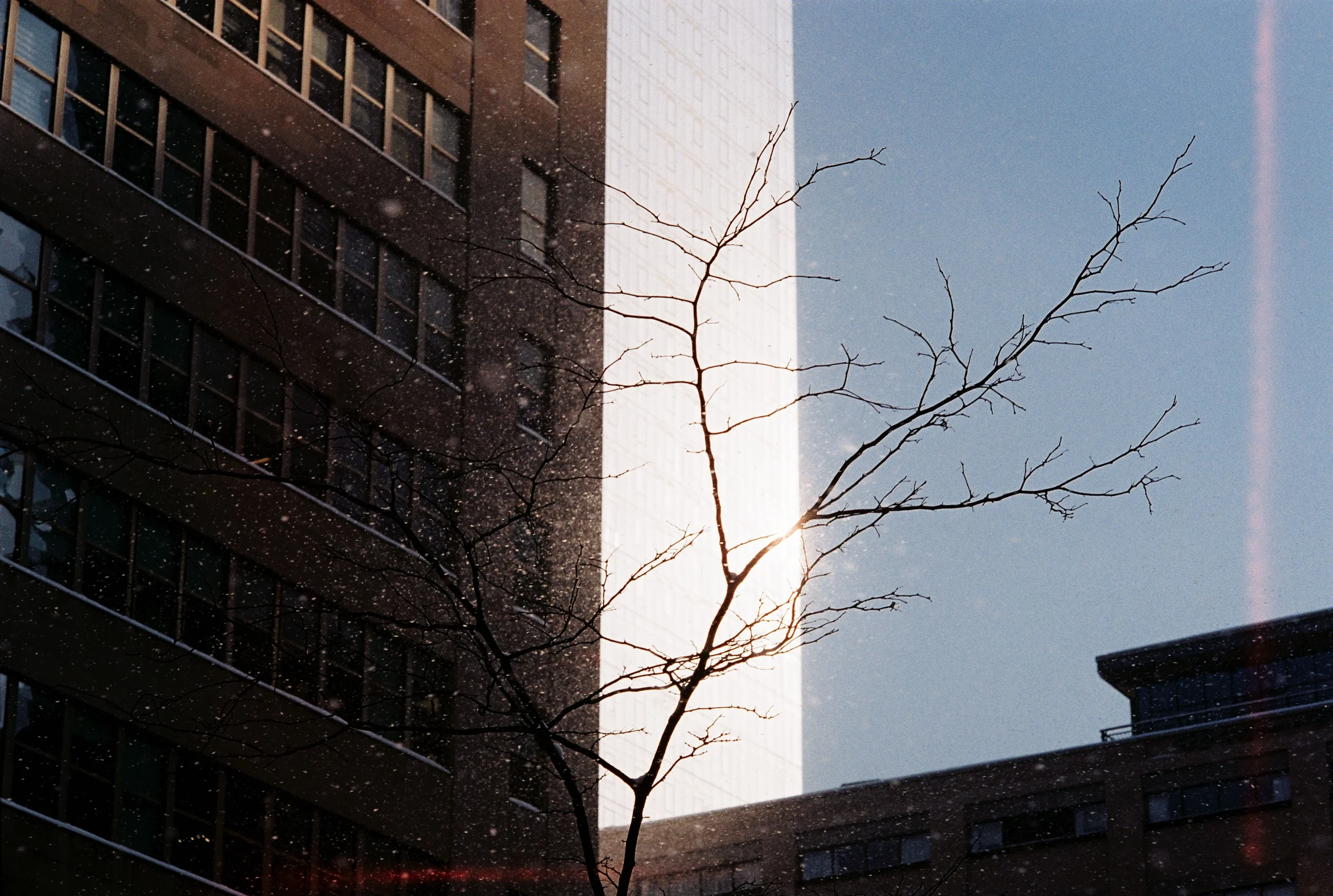 Snow under the sun, Montreal, 2026