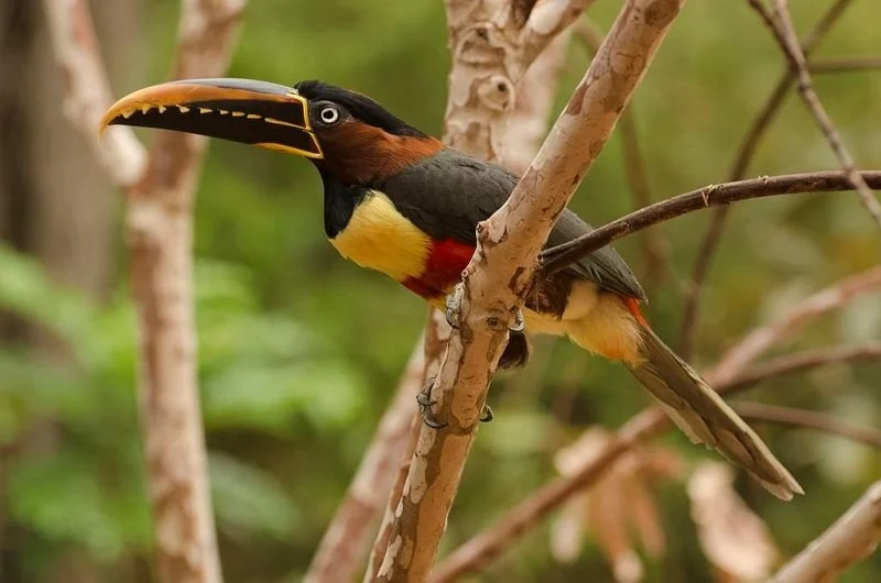 Aracari_Castanho_bird_watching_0.jpg