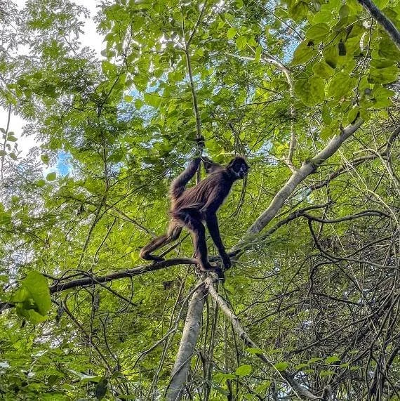 algunas-selvas-para-avistar-monos-arana-en-mexico.jpg