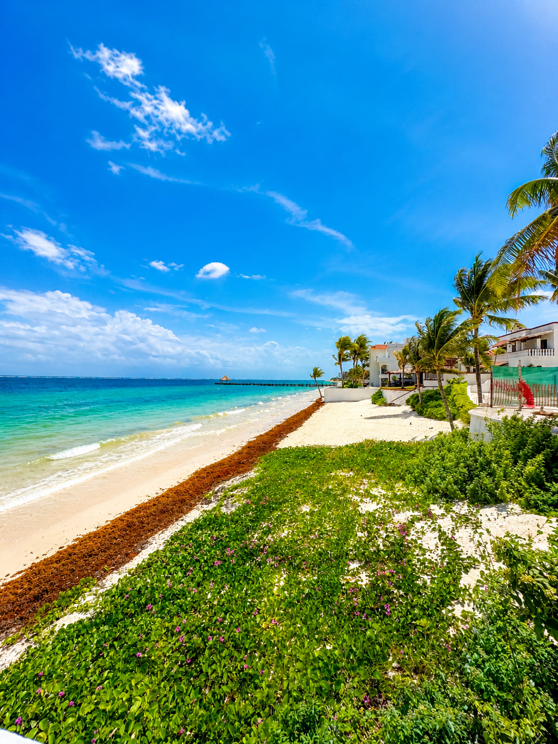 Playa tropical con muelle y palmeras.png