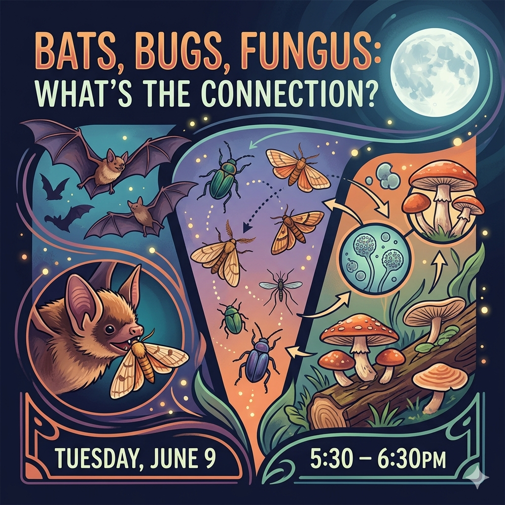 Bats, Bugs, Fungus: what’s the connection?Tuesday, June 9, 5:30 – 6:30pm
