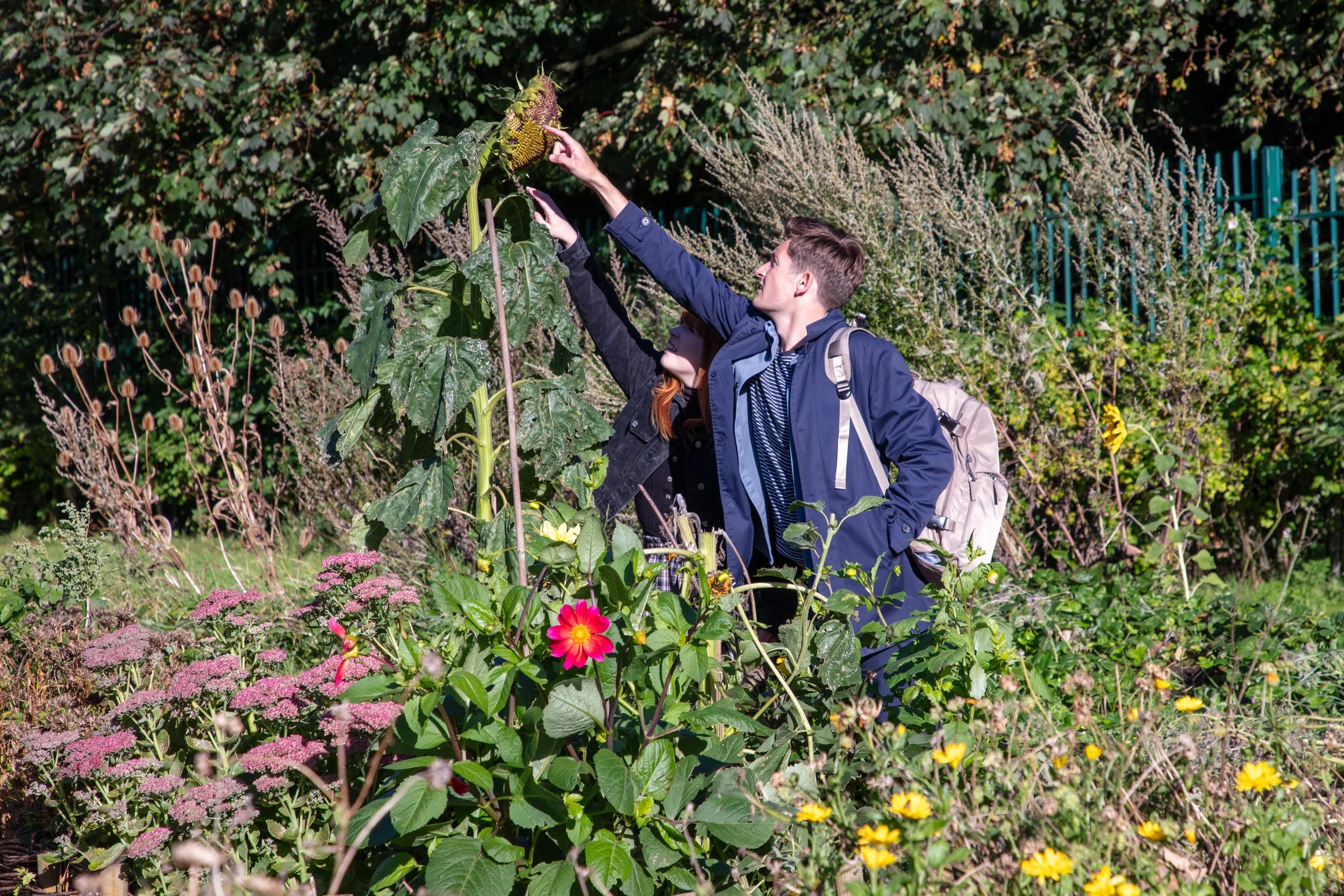 Harrison Stringfellow