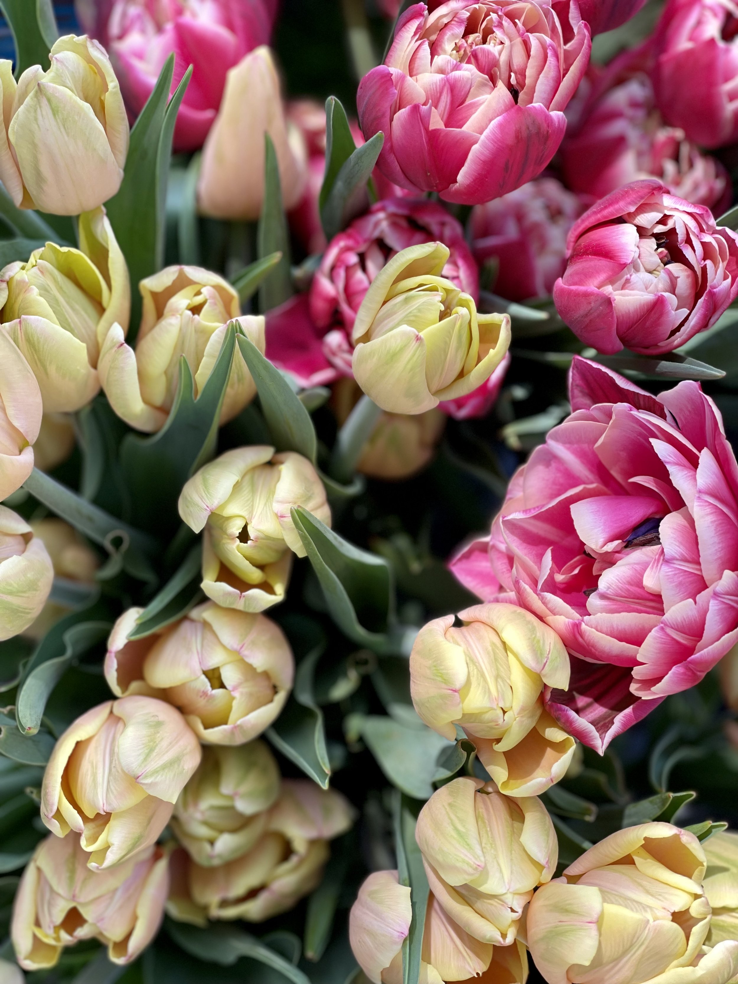 Tulipalooza.jpeg