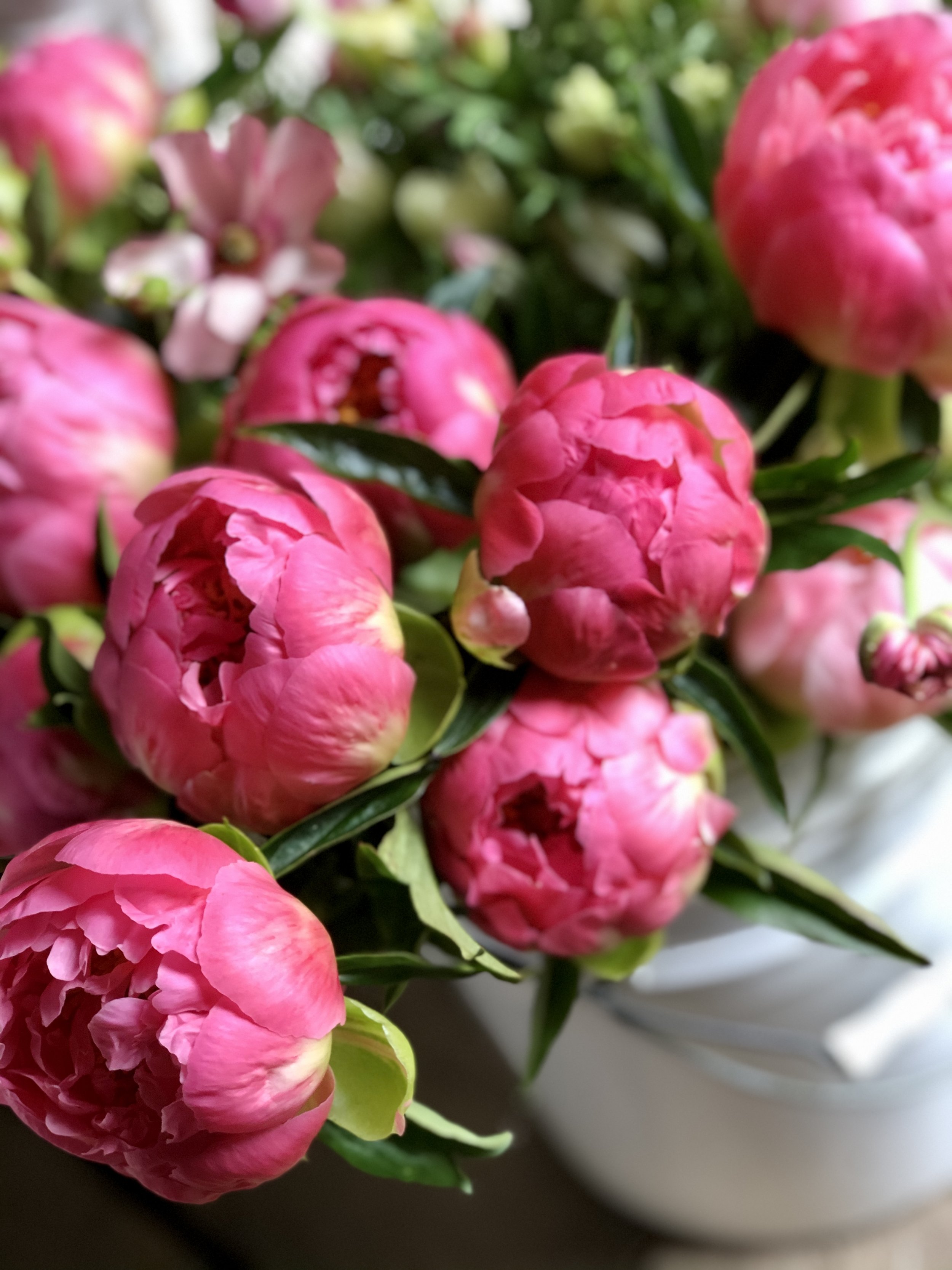 Peony Subscription(3).jpeg