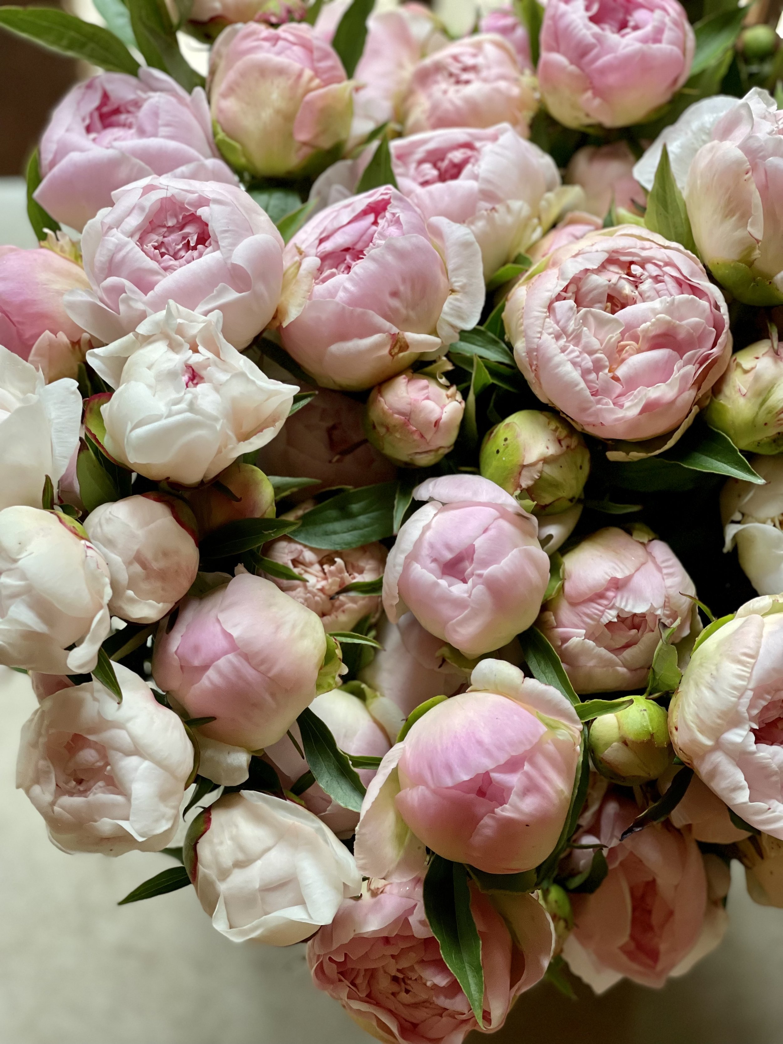 Peony Subscription(2).jpeg