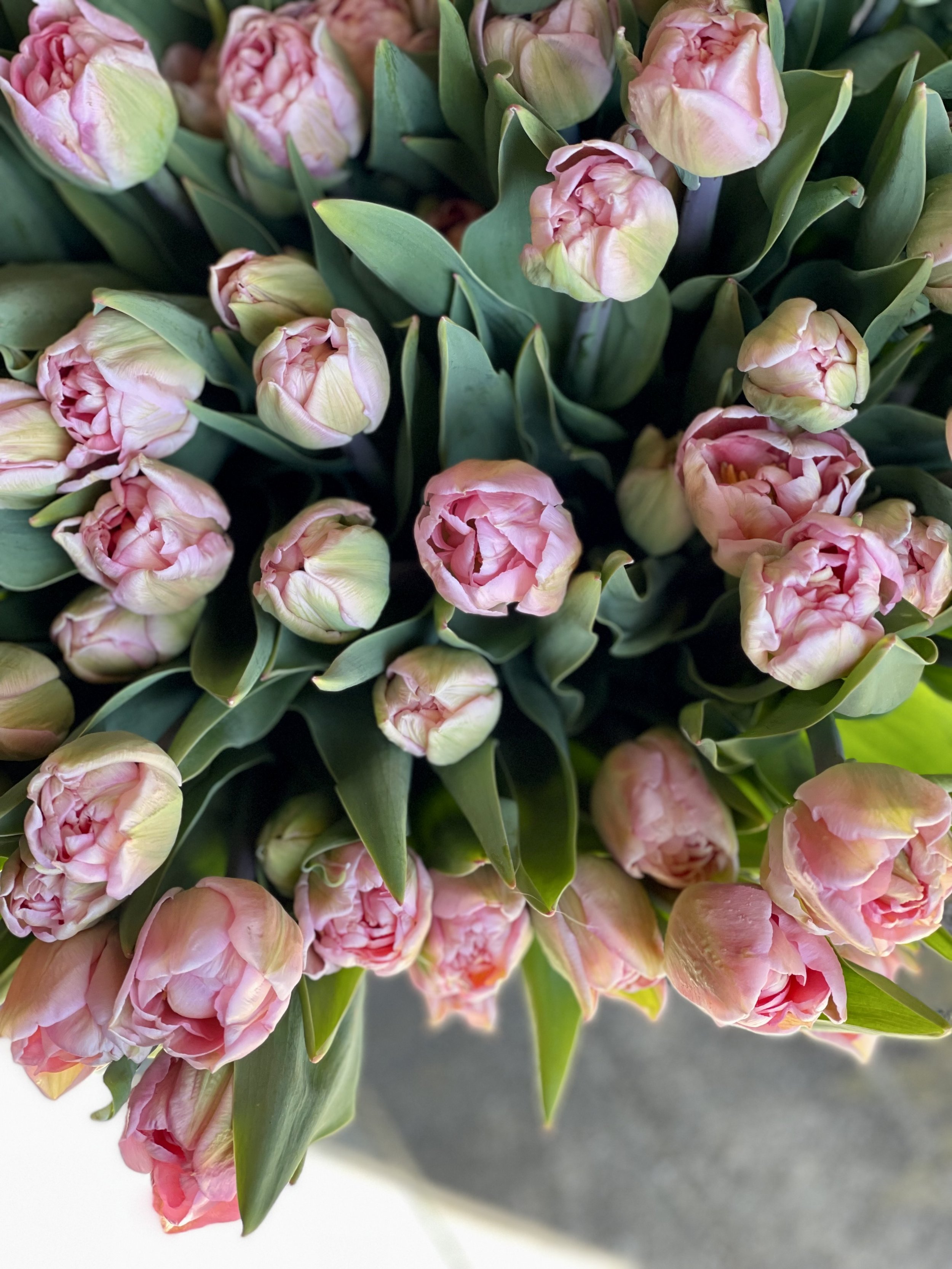 Tulipalooza(1).jpeg