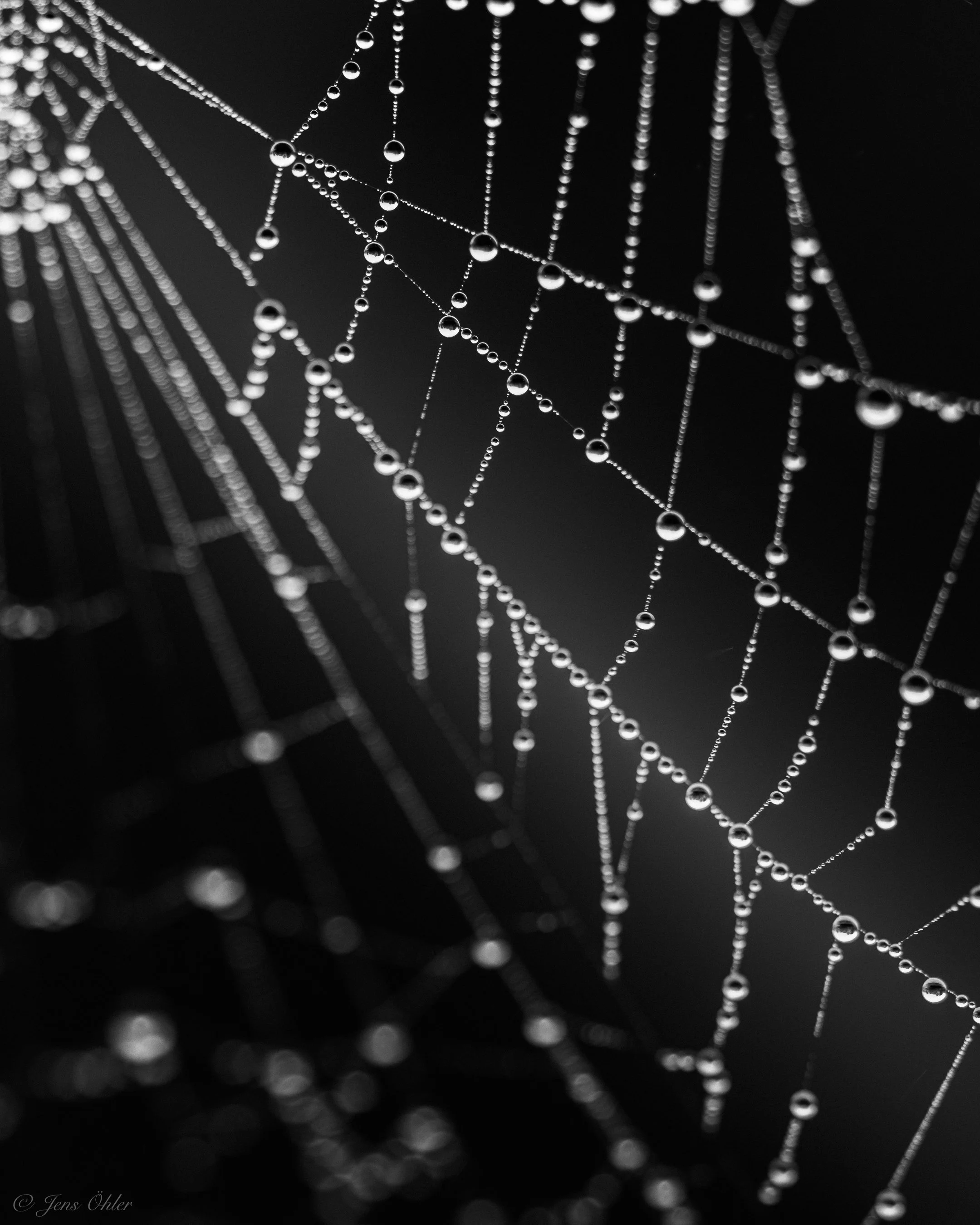 Unzählige Wassertropfen reihen sich entlang feinster Fäden. Durch Licht und Perspektive verwandelt sich das Spinnennetz in eine grafische Komposition aus Linien und Verbindungen.