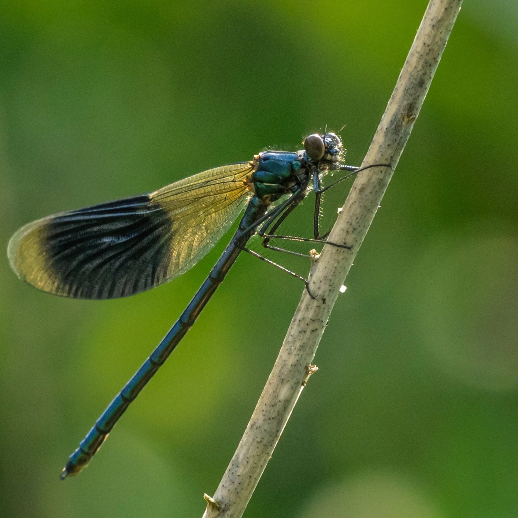 Insekten - Pfrunger-Burgweiler Ried