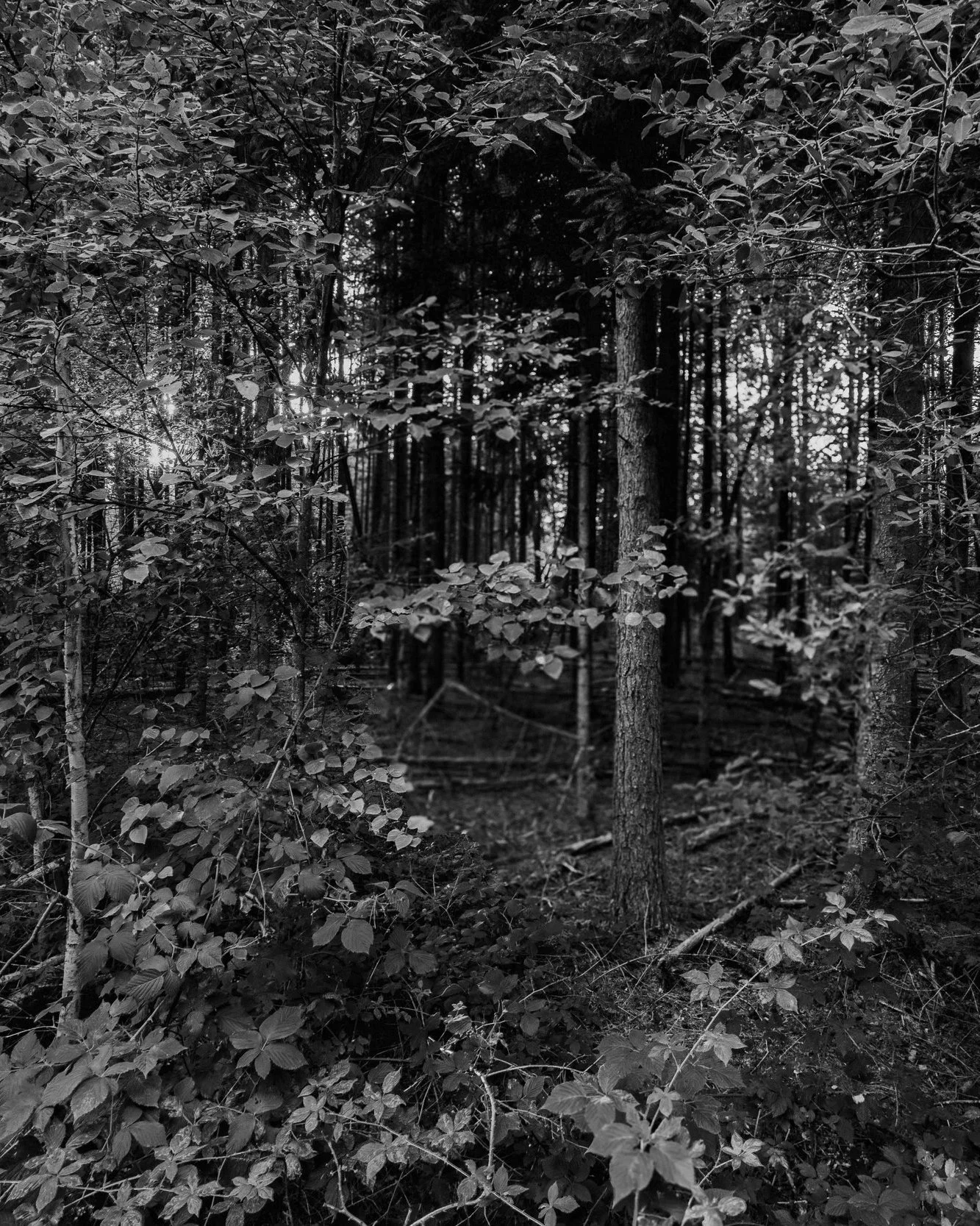 Ein Wald mit Bäumen und dichtem Laub, Sonnenlicht blitzt durch die Zweige, schwarz-weiße Aufnahme.