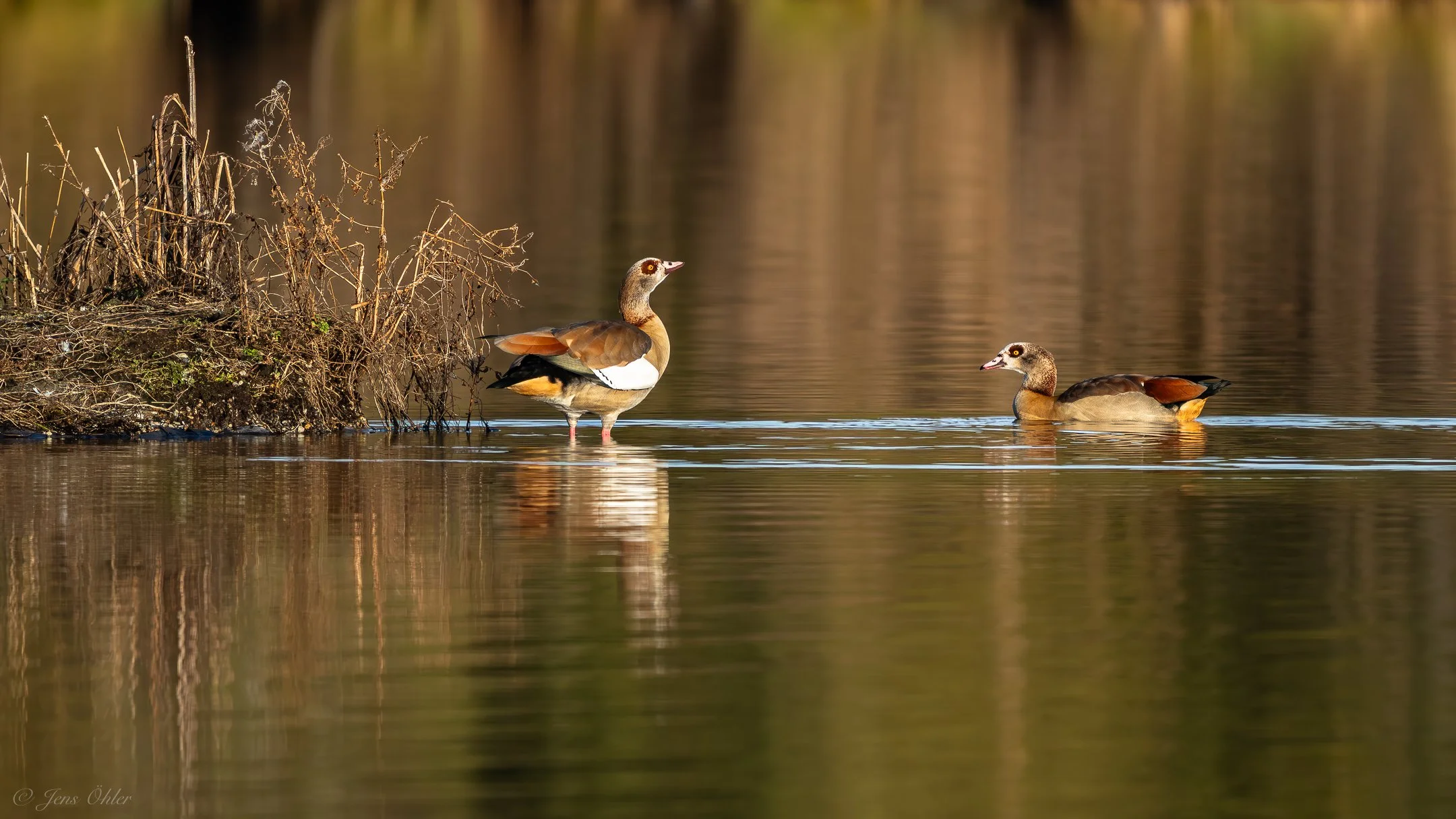 Zwei Nilgänse im Wasser, eine steht auf einem kleinen Baumstamm, die andere schwimmt in der Nähe.