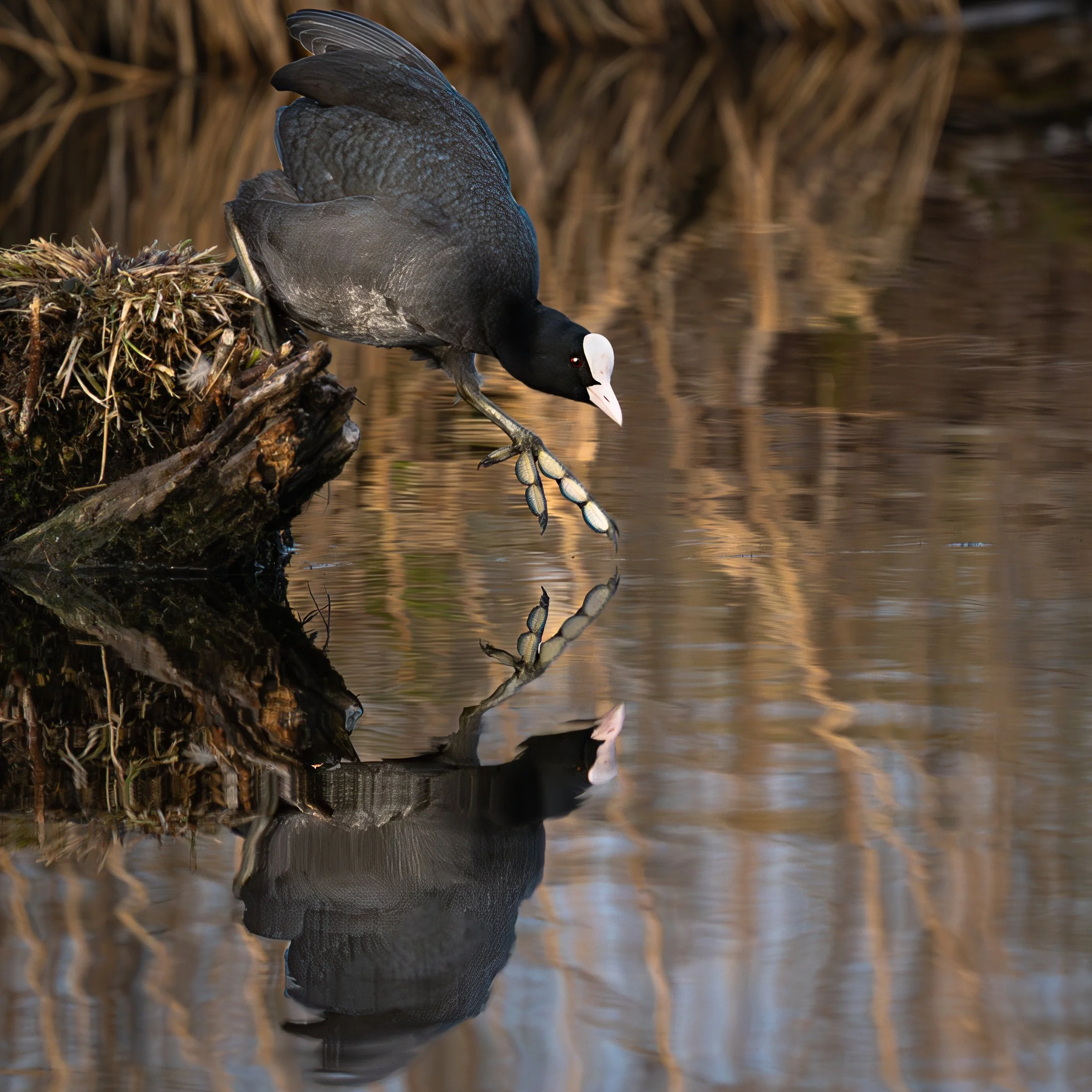 Ein schwarzer Wasservogel mit weißem Gesicht und roten Augen, der an einem Wasserufer sitzt, seine Reflexion im Wasser sichtbar.