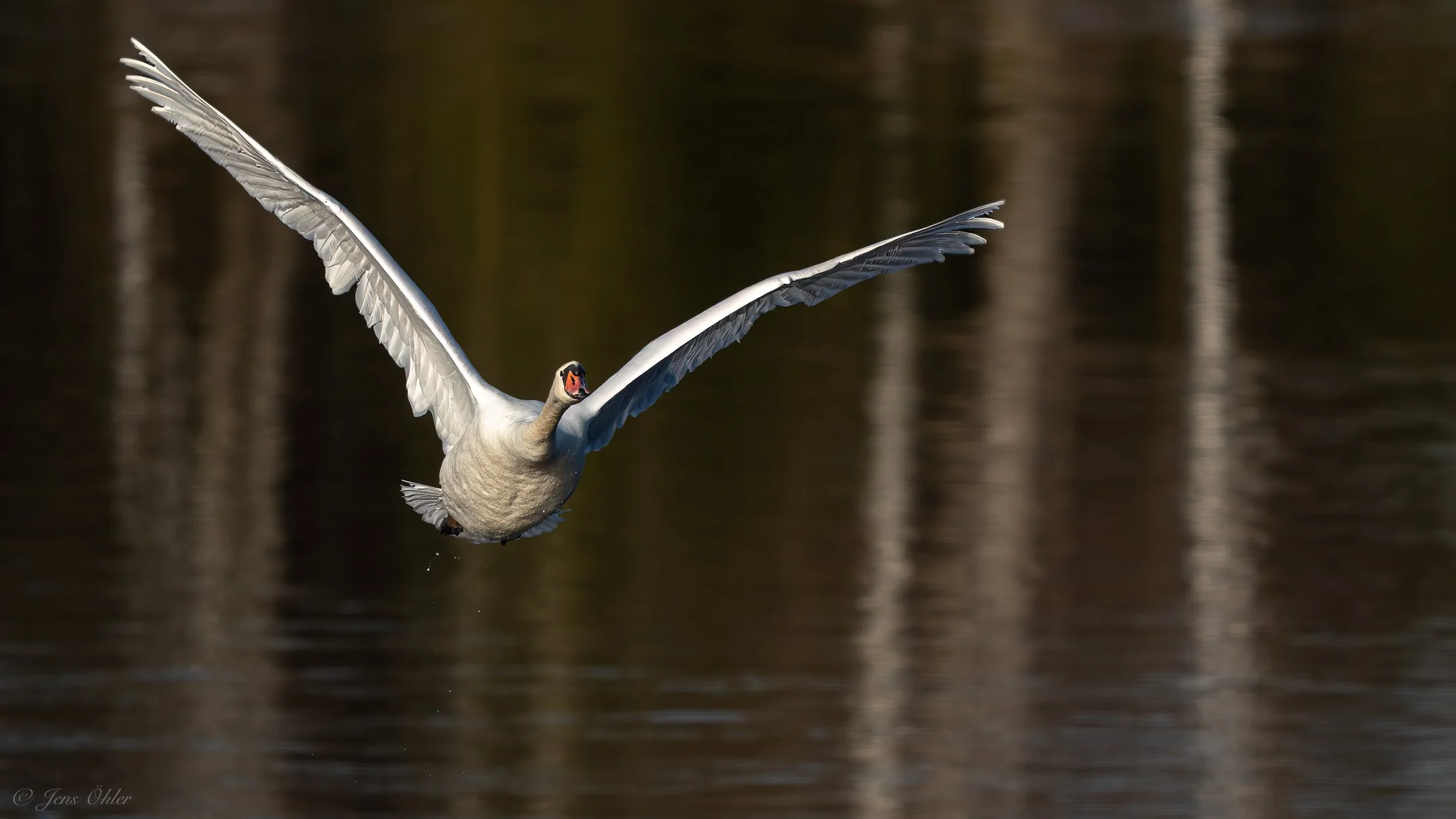Ein weißer junger Schwan fliegt über Wasser mit Spiegelungen im Hintergrund.