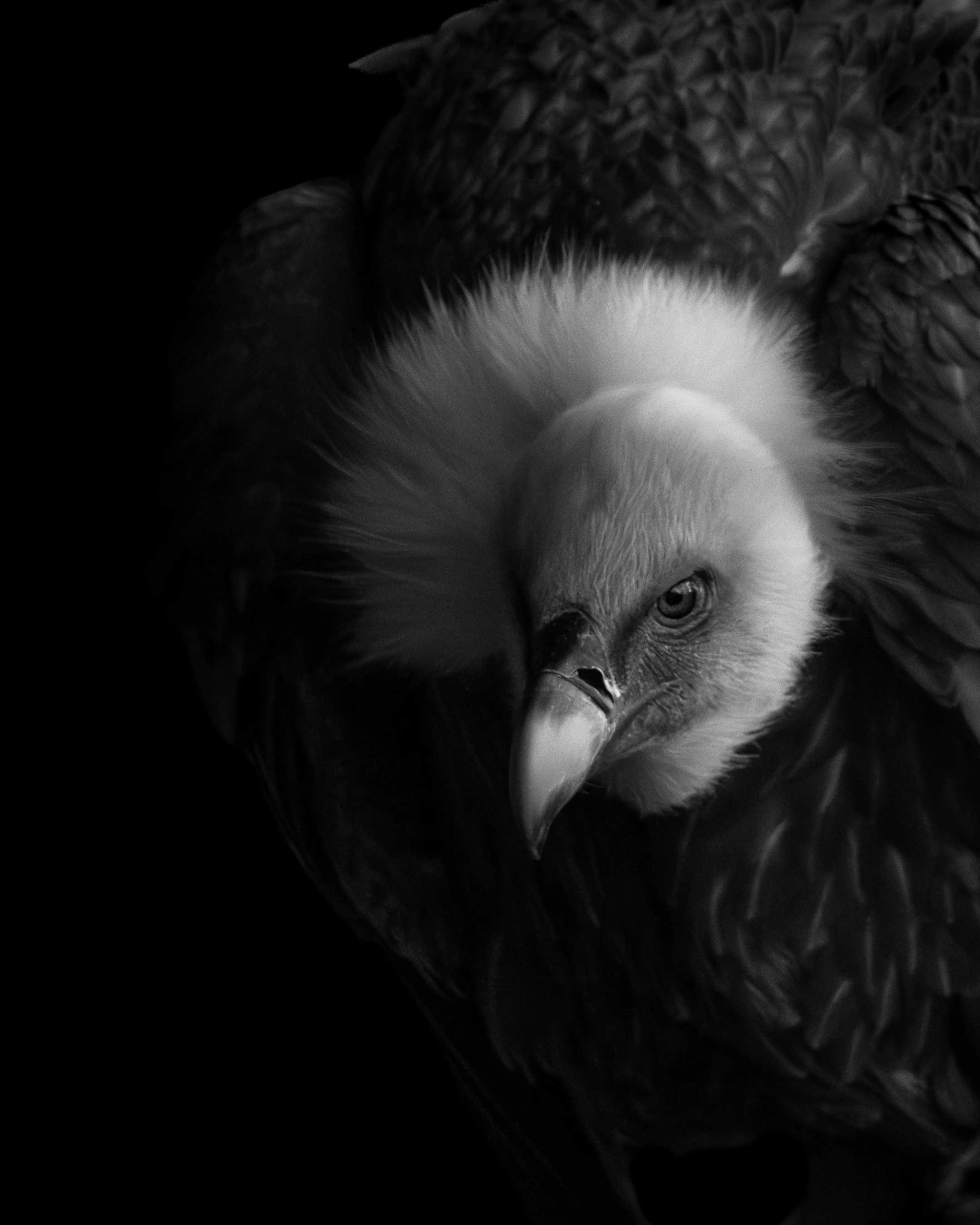 Schwarz-Weiß-Bild eines Vogels mit scharfen Blick, das sich in dunklem Hintergrund befindet.