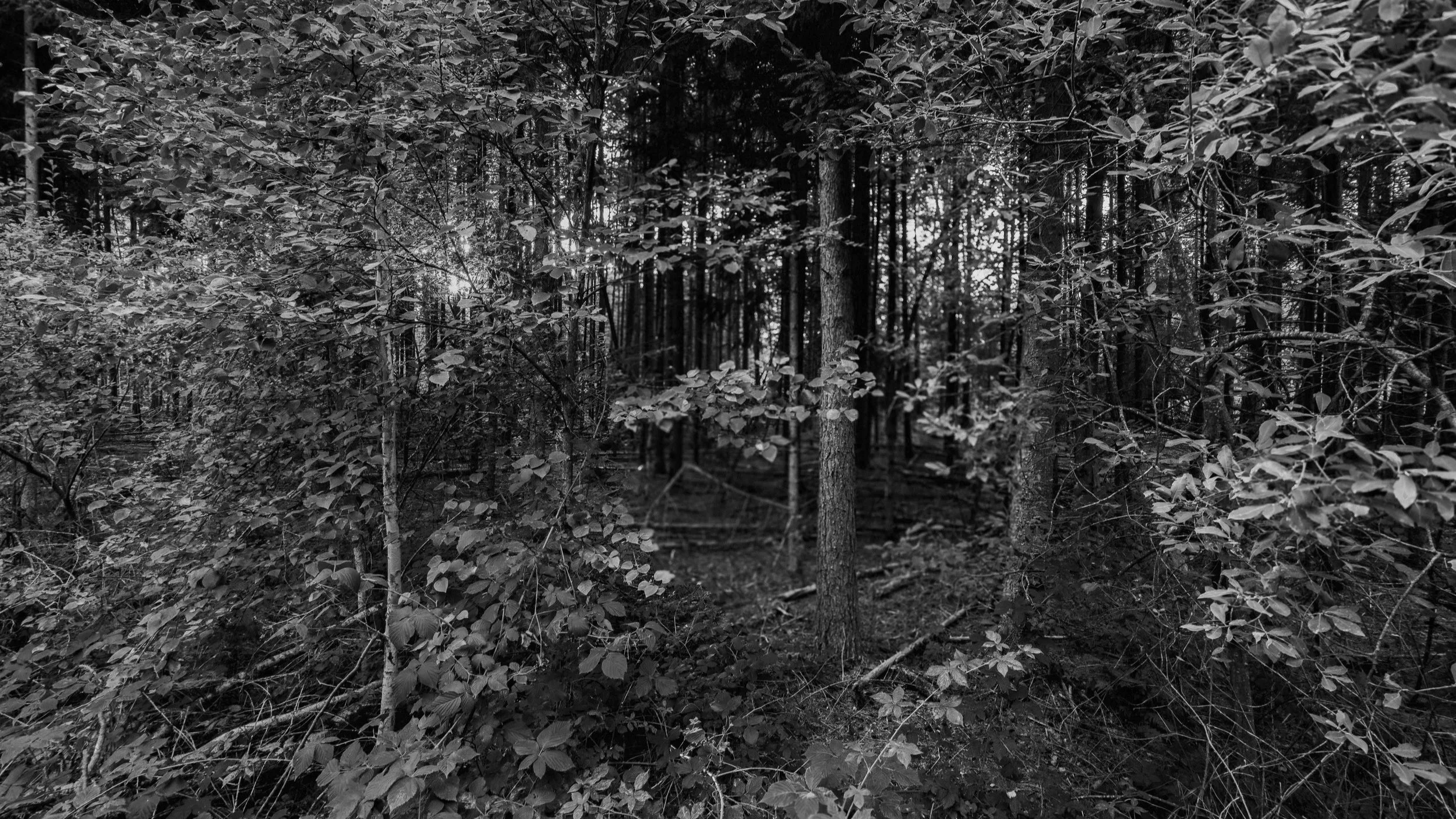 Dichter Wald mit Bäumen und Blättern in Schwarz-Weiß.