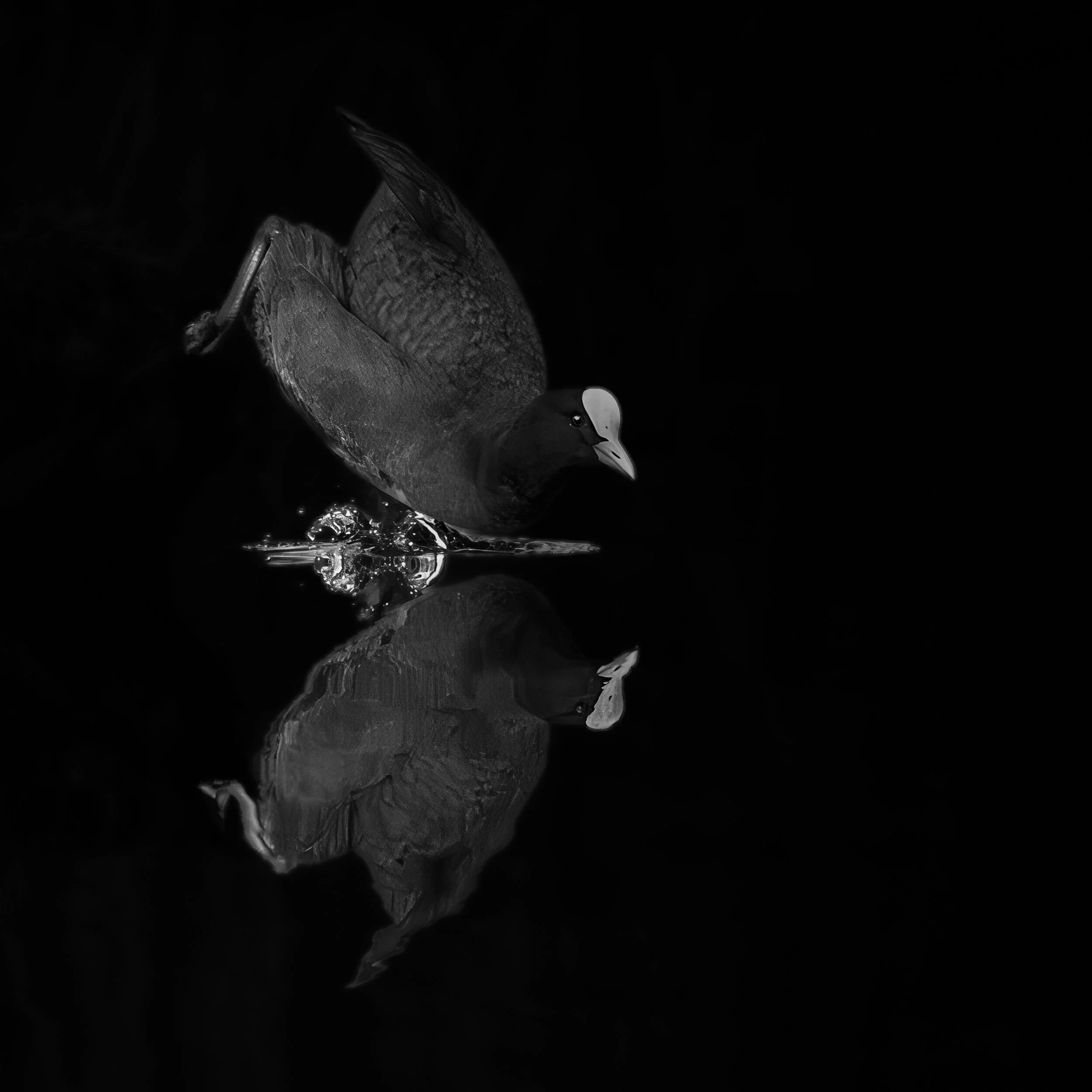 Low-Key-Foto eines Blässhuhn, der auf der Wasseroberfläche sitzt und sein Spiegelbild im Wasser sichtbar ist.