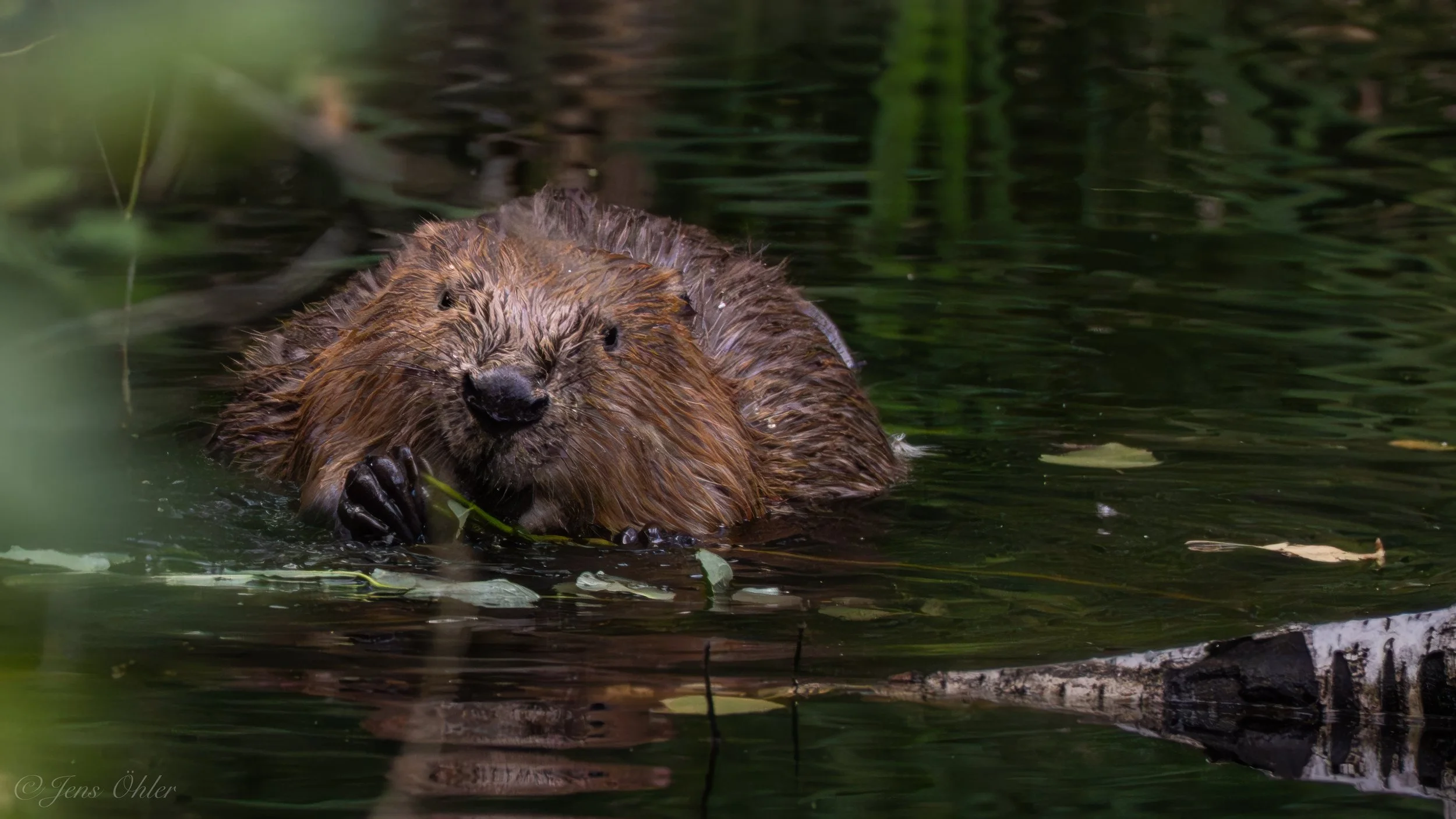 Biber im Wasser, umgeben von Wasserpflanzen, beim Nagen an einem Zweig.