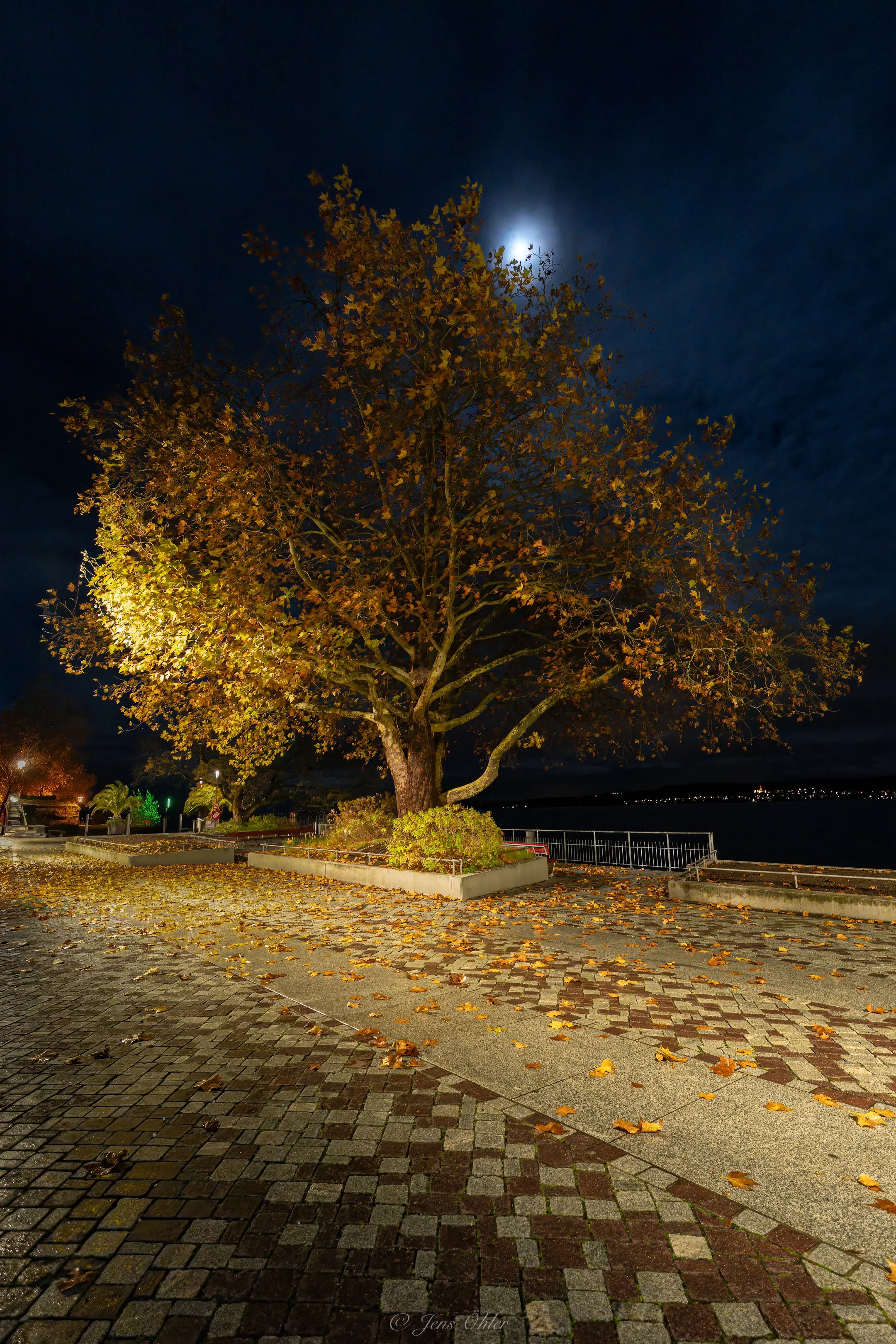 Ein Baum mit herbstlichen Blättern bei Nacht, beleuchtet von Straßenlaternen, mit dem Mond am Himmel im Hintergrund.