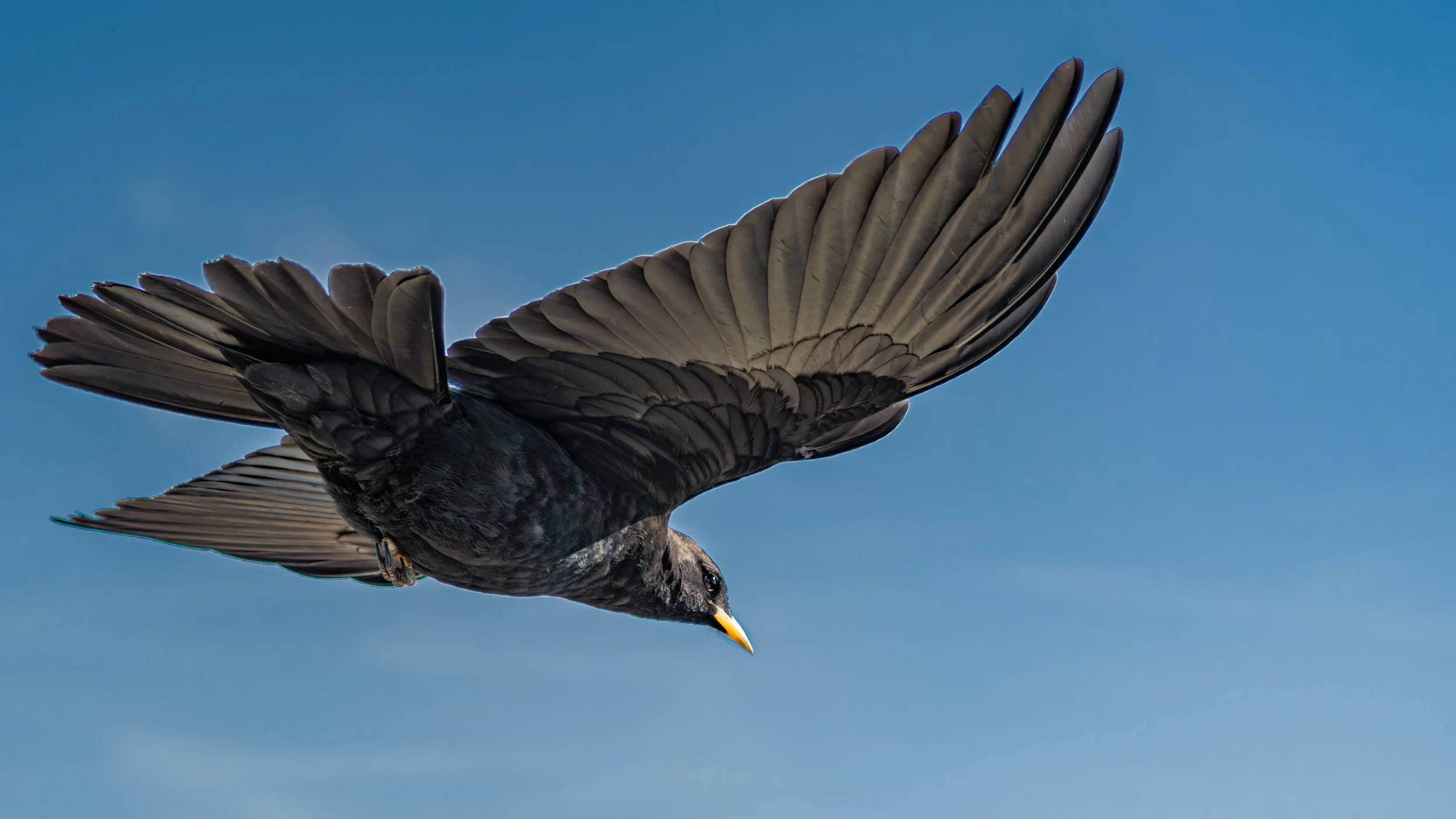 Ein schwarzer Vogel fliegt unter einem blauen Himmel, mit weit ausgebreiteten Flügeln nach unten gerichtet.