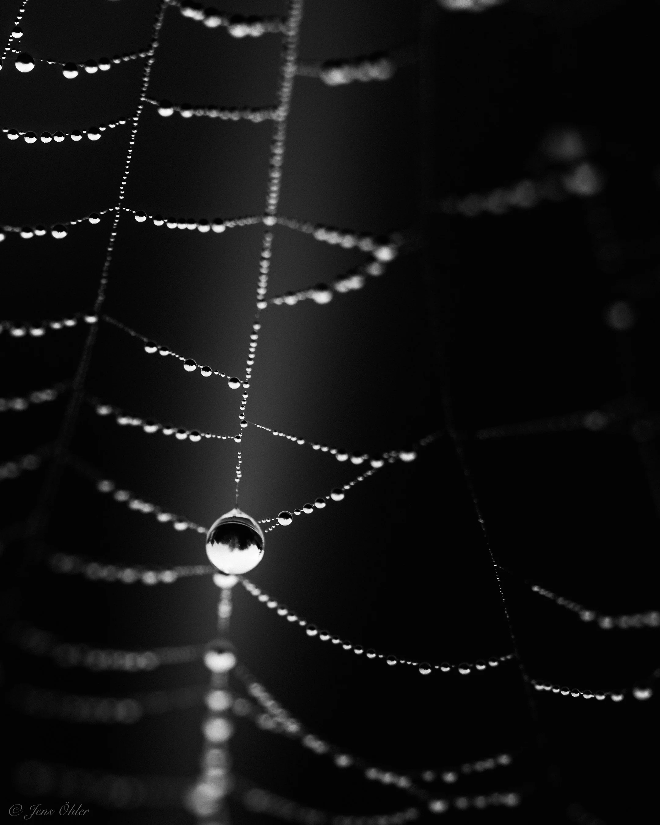In einem einzelnen Tautropfen spiegelt sich die Umgebung – eine kleine, auf dem Kopf stehende Welt. Die feinen Fäden des Spinnennetzes treten zurück und geben dem Augenblick Raum.