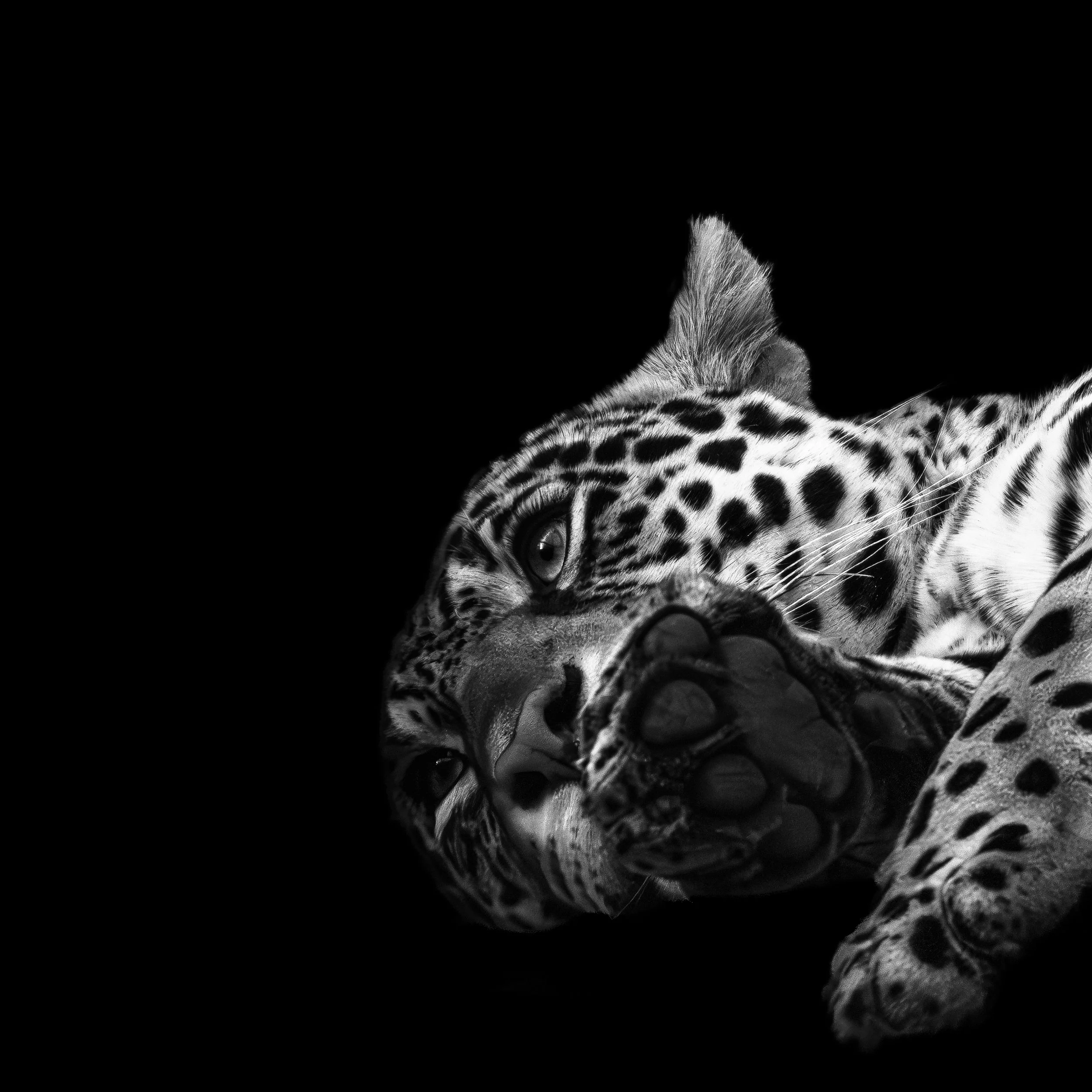 Schwarz-weiße Aufnahme eines jaguarsähnlichen Tieres, das auf dem Rücken liegt und in die Kamera schaut, mit einer schwarzen Hintergrundkante.
