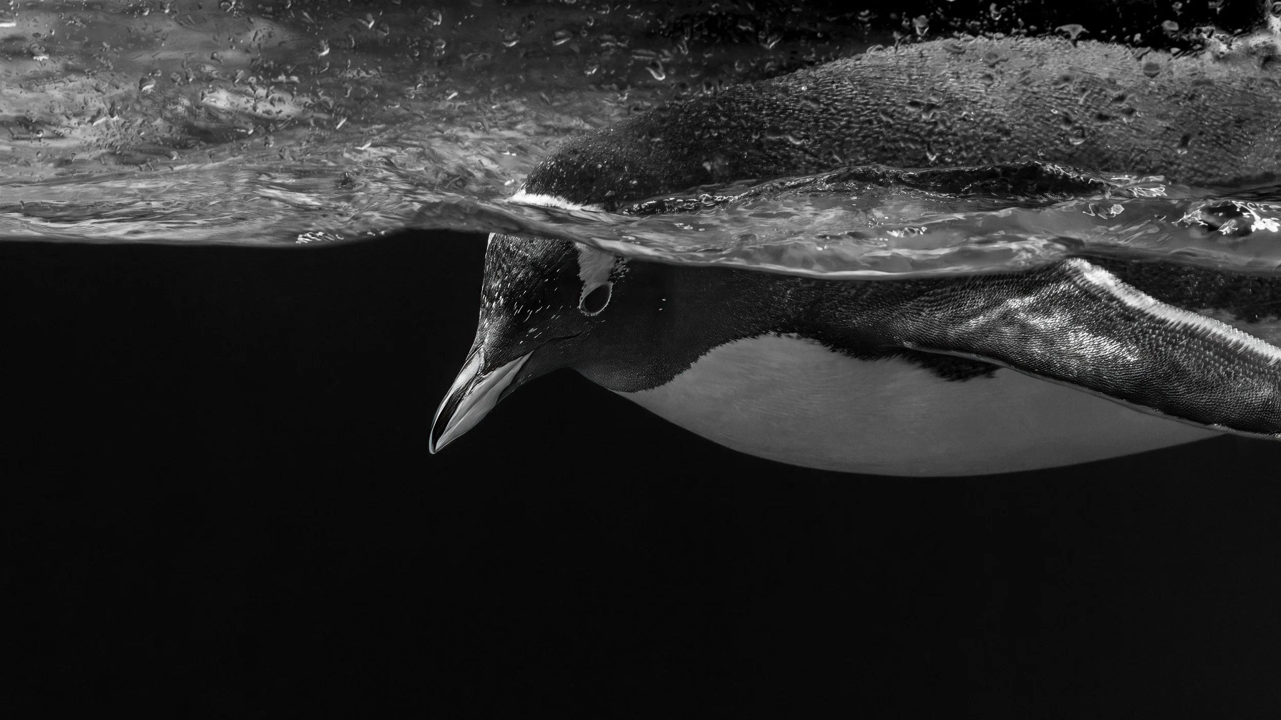 Pinguin schwimmt im Wasser, teilweise sichtbar unter Wasser, in einer Schwarz-Weiß-Ästhetik.