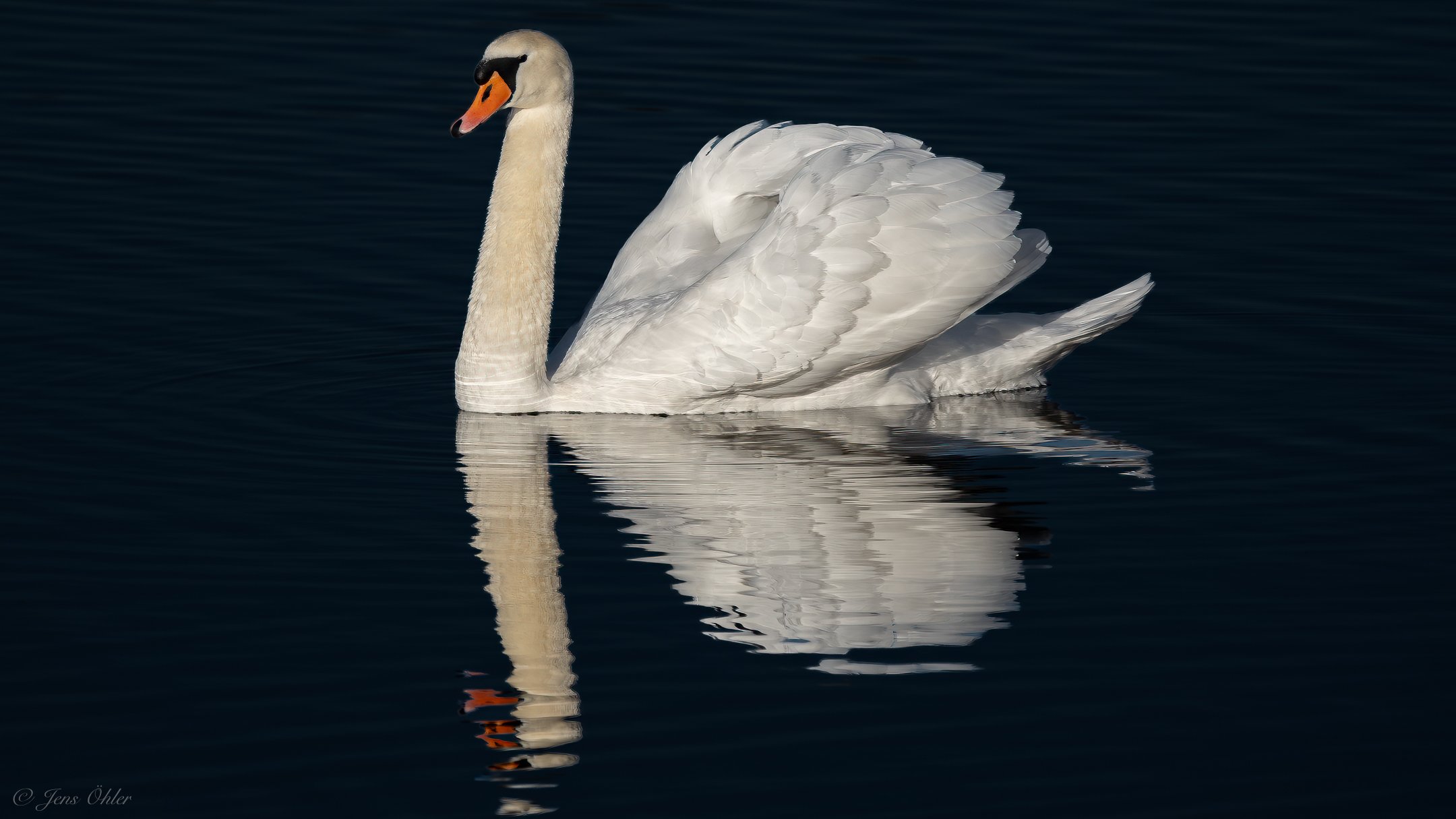 Weißer Schwan schwimmt auf dunklem Wasser und spiegelt sich im Wasser.