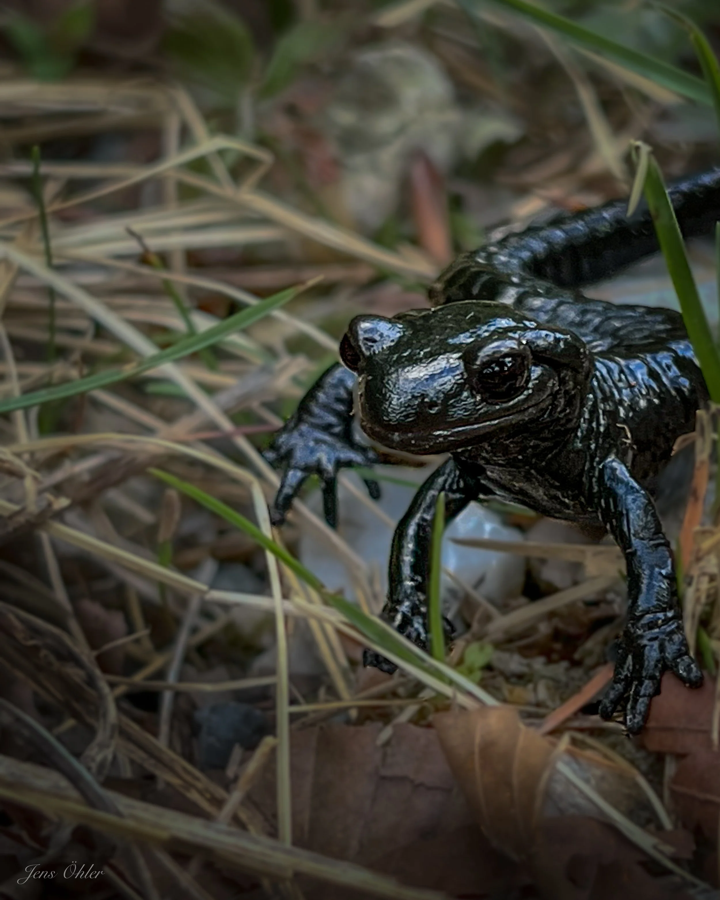 Schwarzer Molch auf einem Waldboden mit Laub und Gräsern.