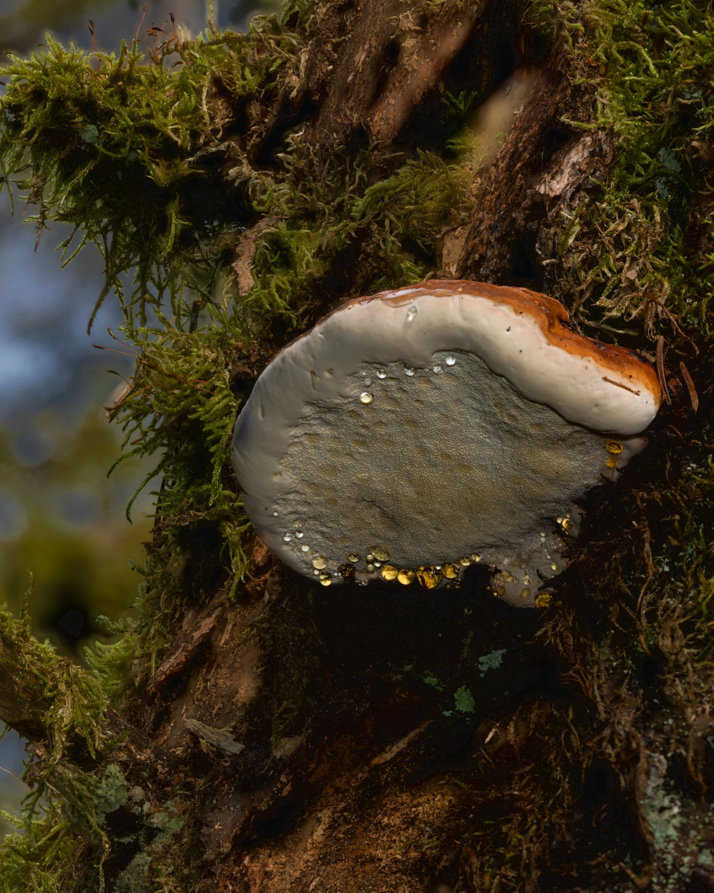 Nahaufnahme eines Pilzes, der auf einem Baumstamm wächst, mit Wassertröpfchen auf seiner Oberfläche, umgeben von Moos und Rinde.