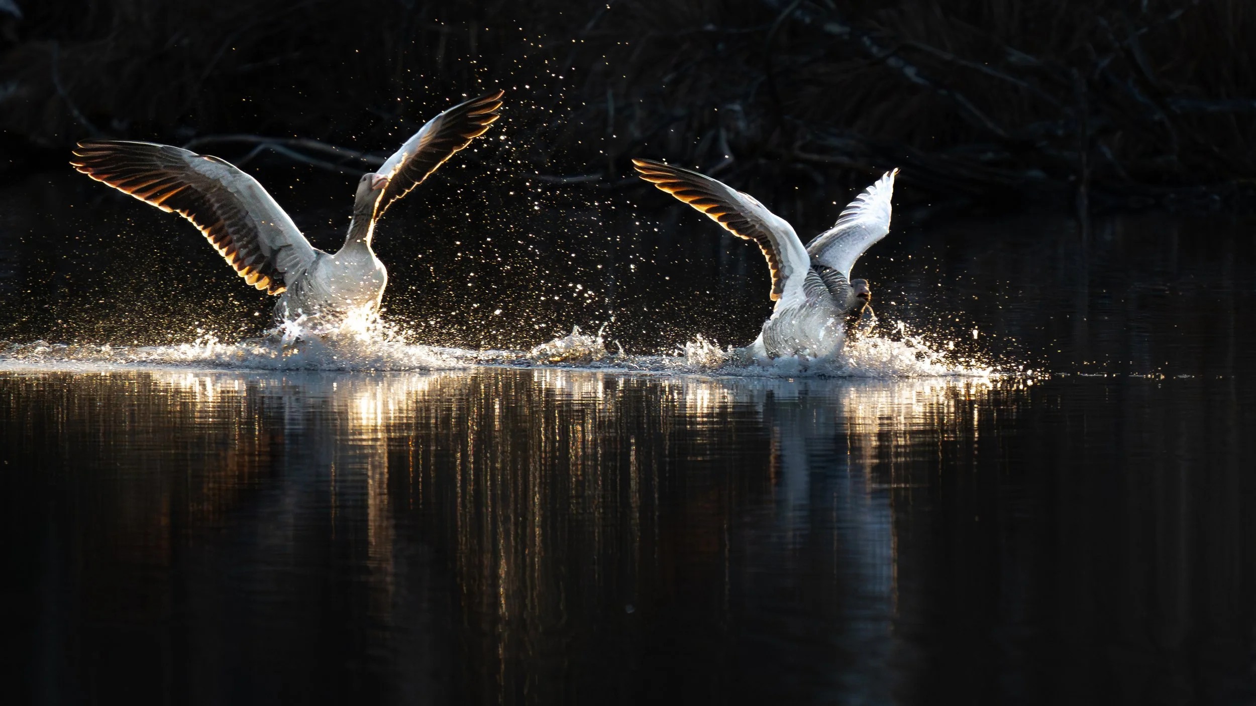 Zwei Gänse, die auf einem dunklen Wasser untergehender Sonne landen und dabei Wasserspritzer bilden.
