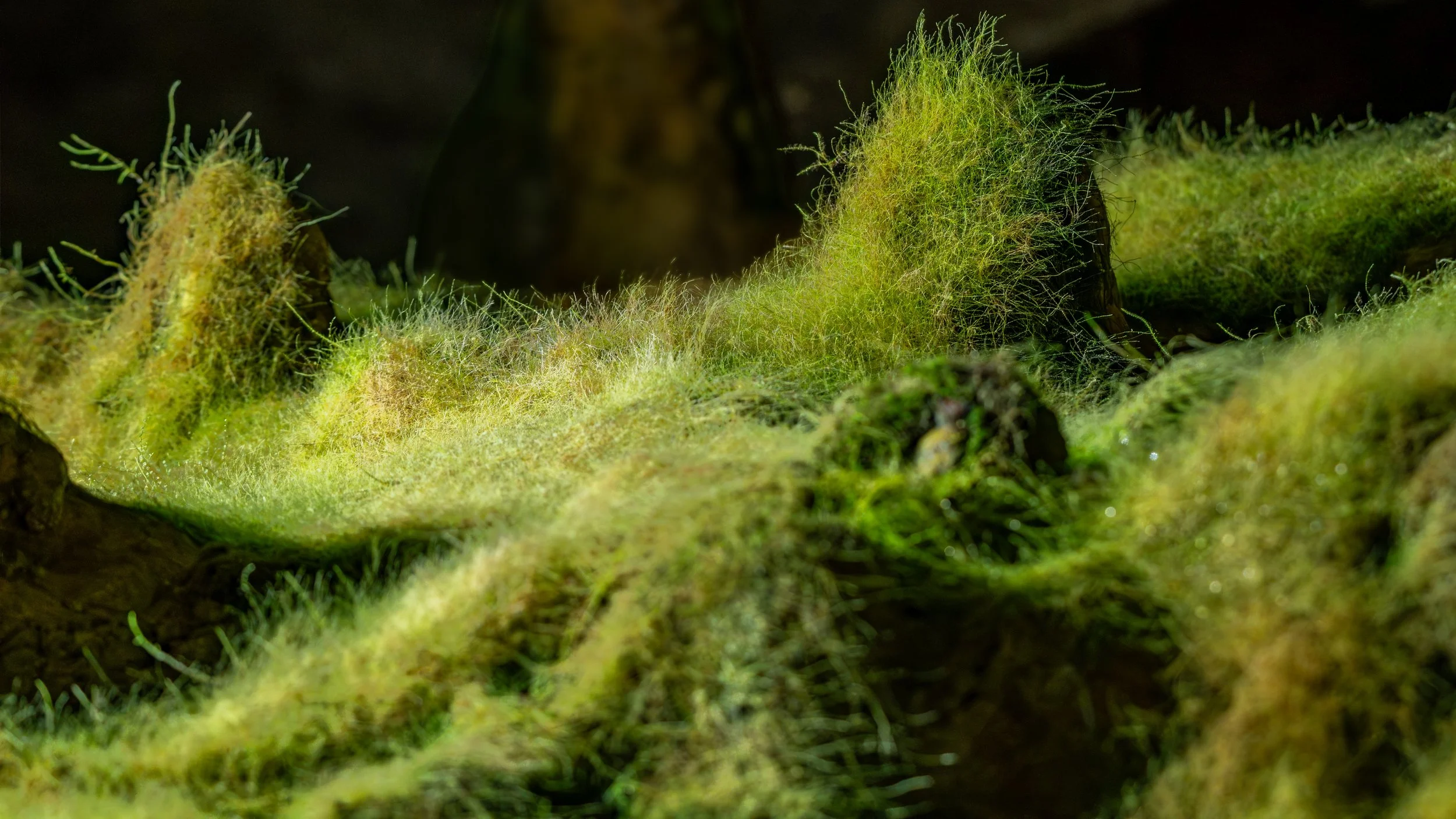 A6704191-HDR.jpg
