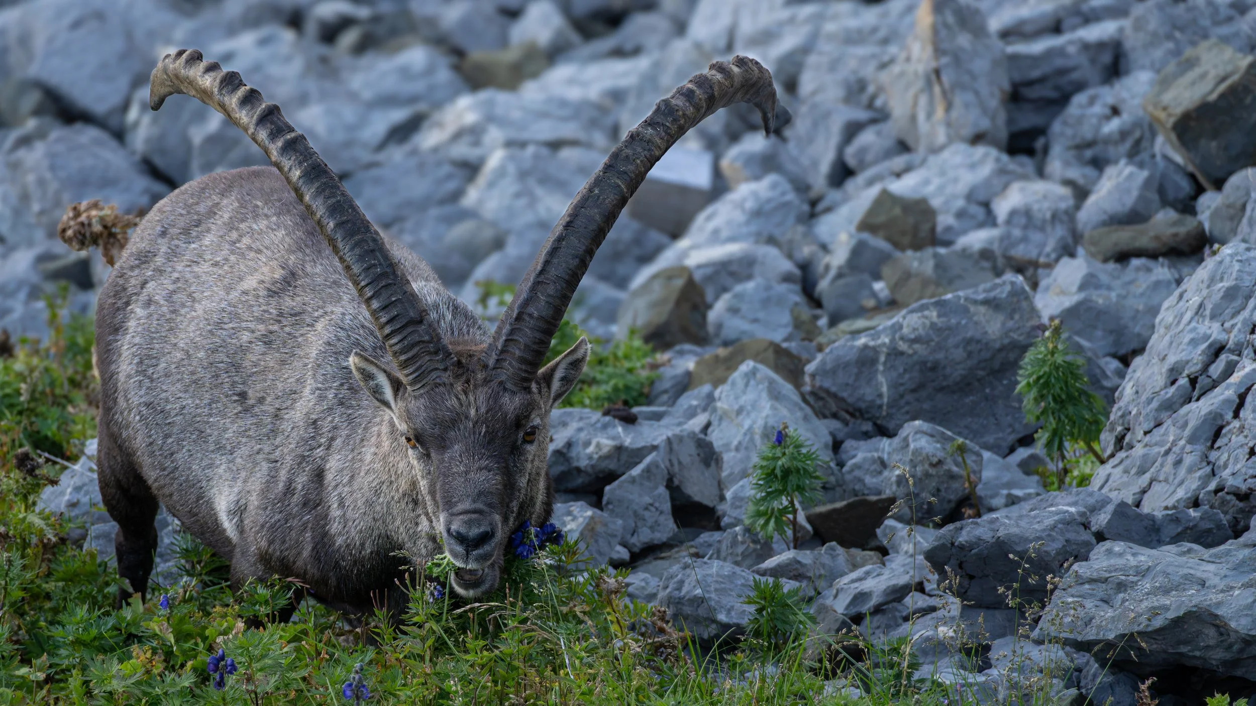 Ein Steinbock mit großen, nach oben gebogenen Hörnern, der in einer felsigen, kargen Landschaft grast.