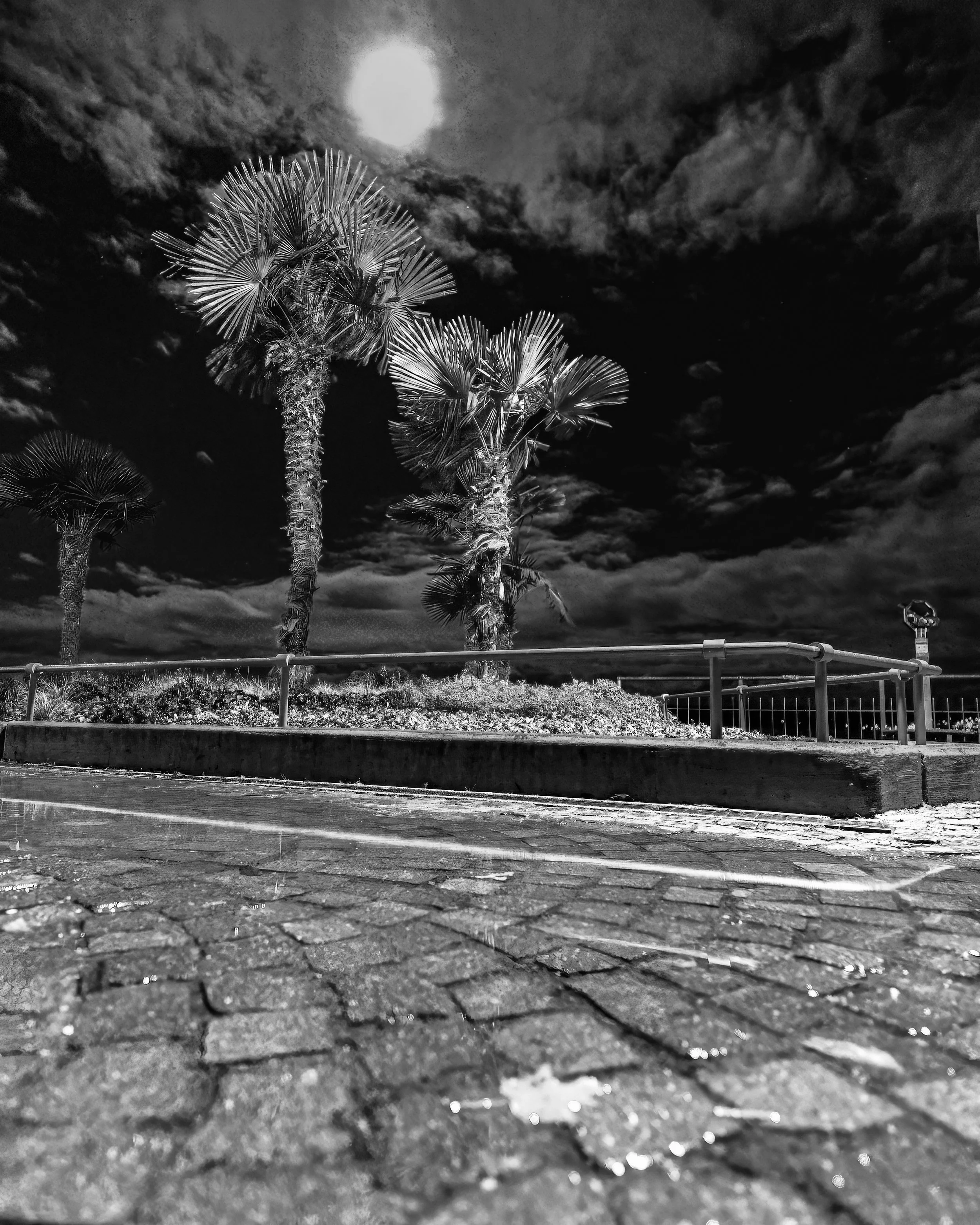 Schwarz-weiß-Foto von Palmen unter einem Mond bei Nacht, Blick auf gepflasterten Boden.