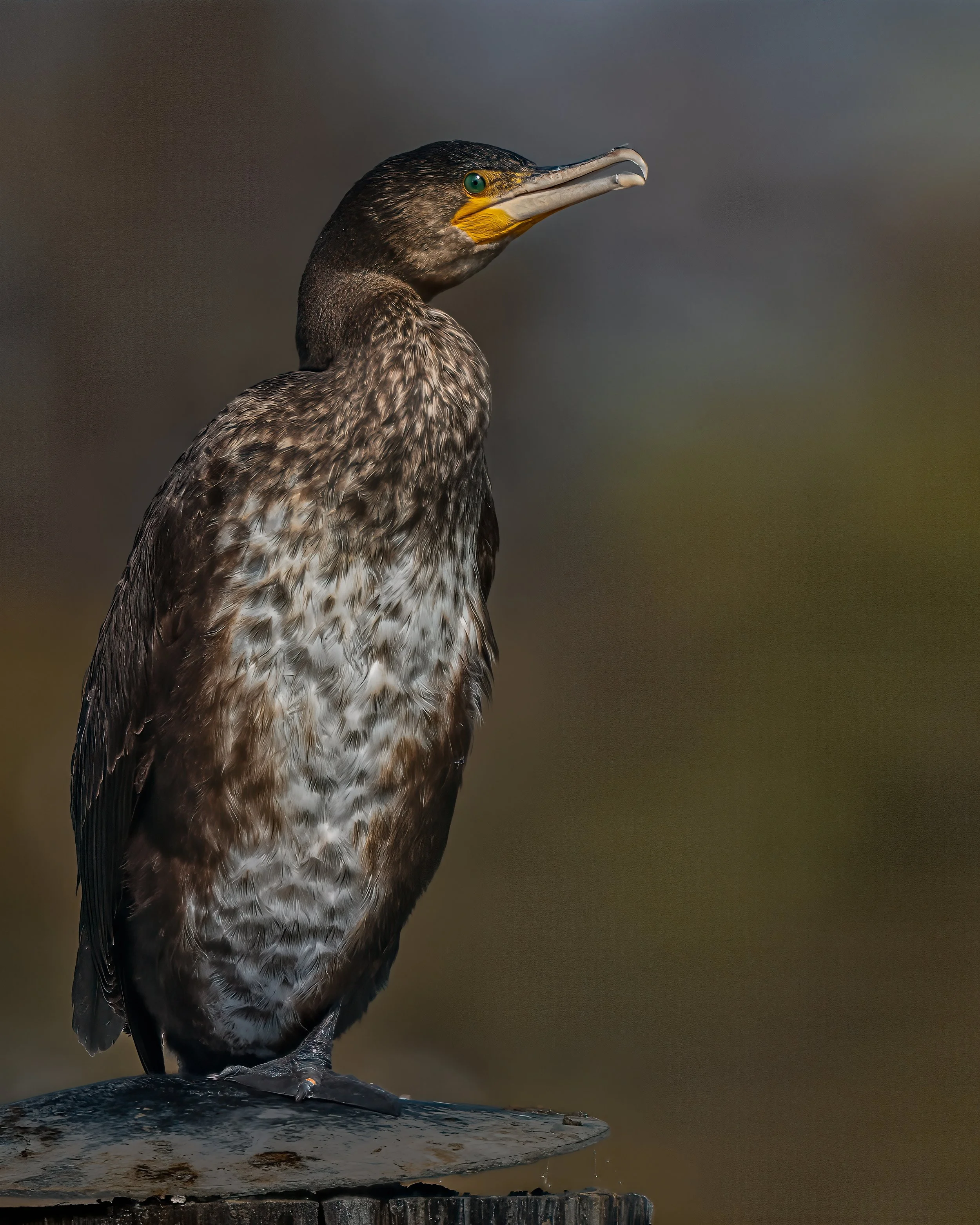 Ein junger Kormoran sitzt auf einem Holzstumpf, Blick nach rechts, mit dunklem Hintergrund.